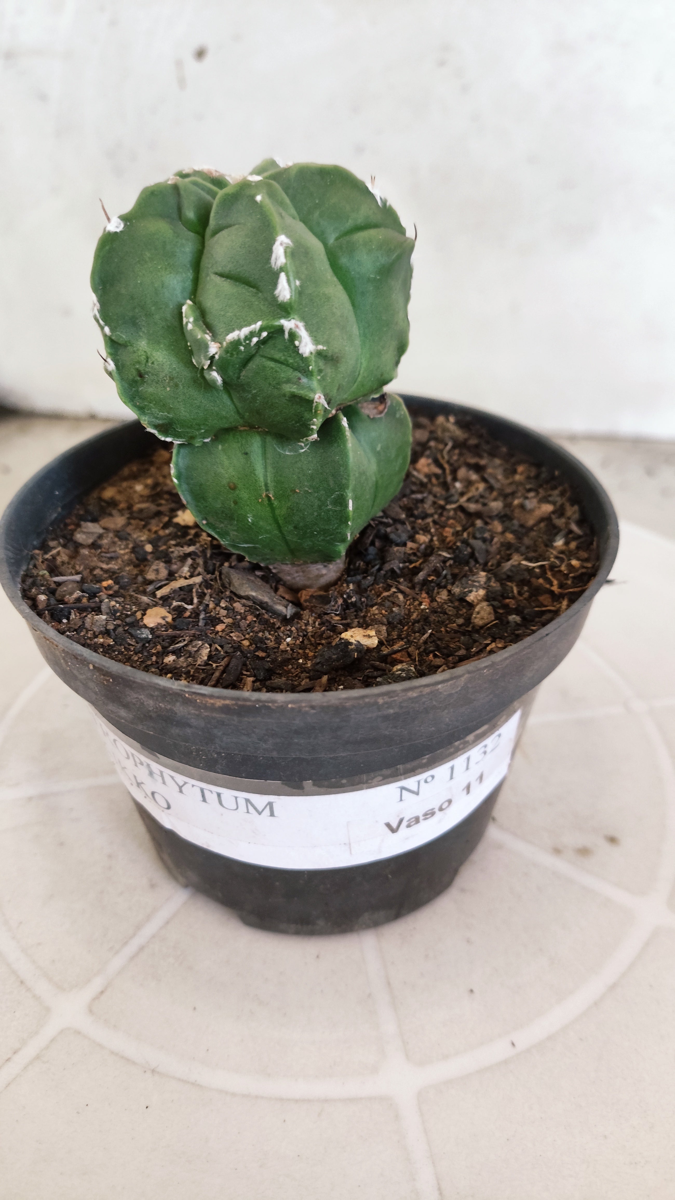 ASTROPHYTUM cv KIKKO "Exótico" Nº 1132 – vaso 11