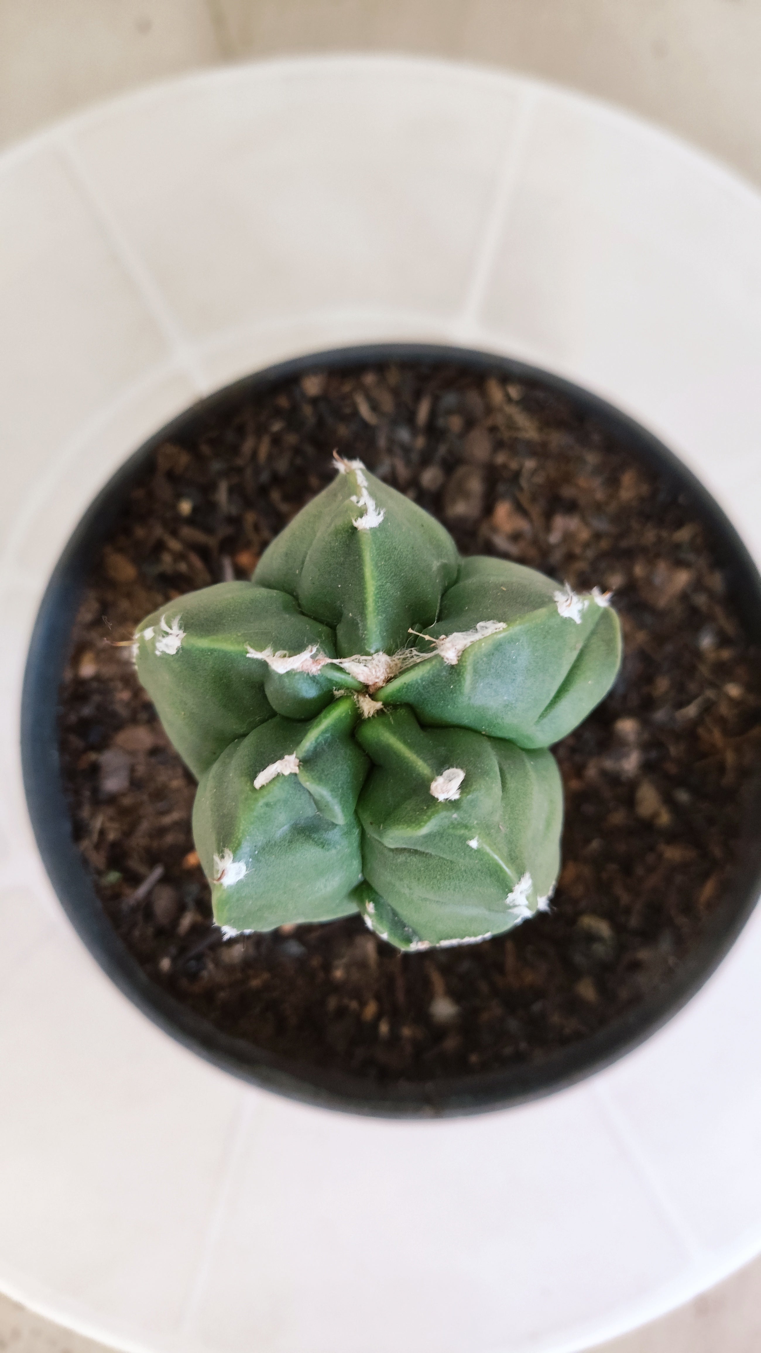 ASTROPHYTUM cv KIKKO "Exótico" Nº 1132 – vaso 11