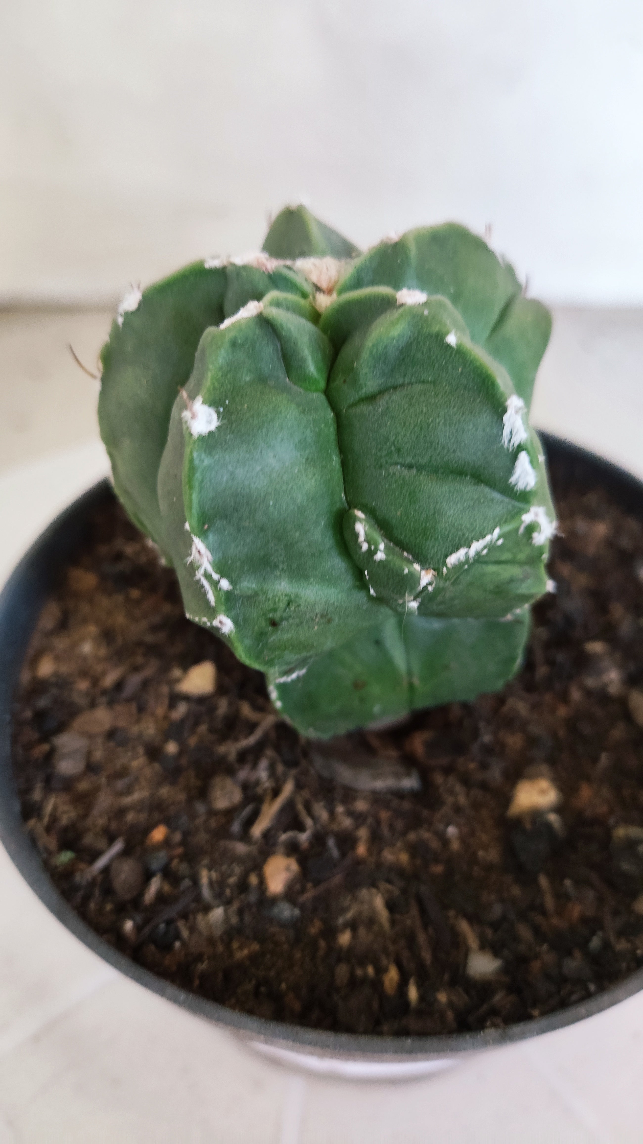 ASTROPHYTUM cv KIKKO "Exótico" Nº 1132 – vaso 11