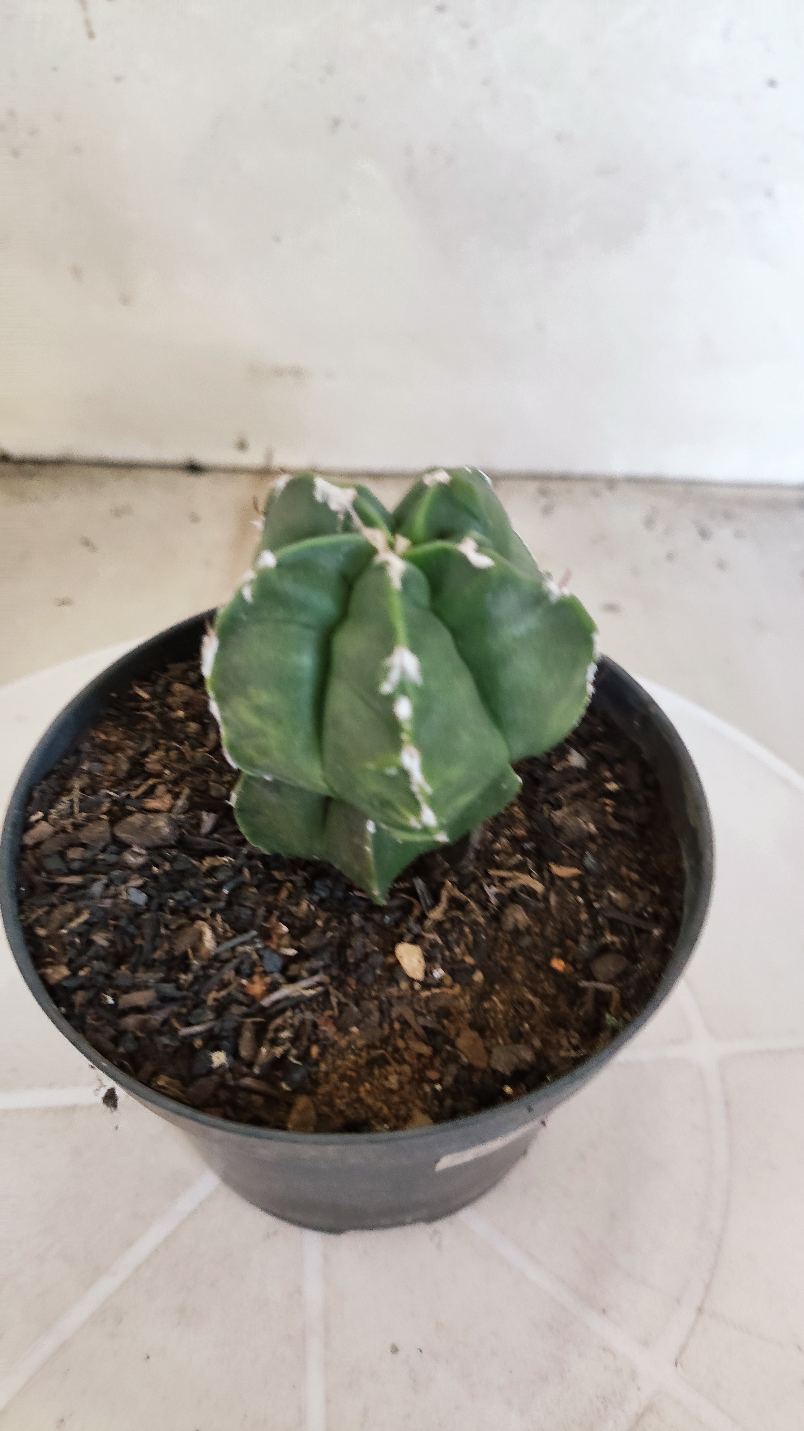 ASTROPHYTUM cv KIKKO "Exótico" Nº 1132 – vaso 11