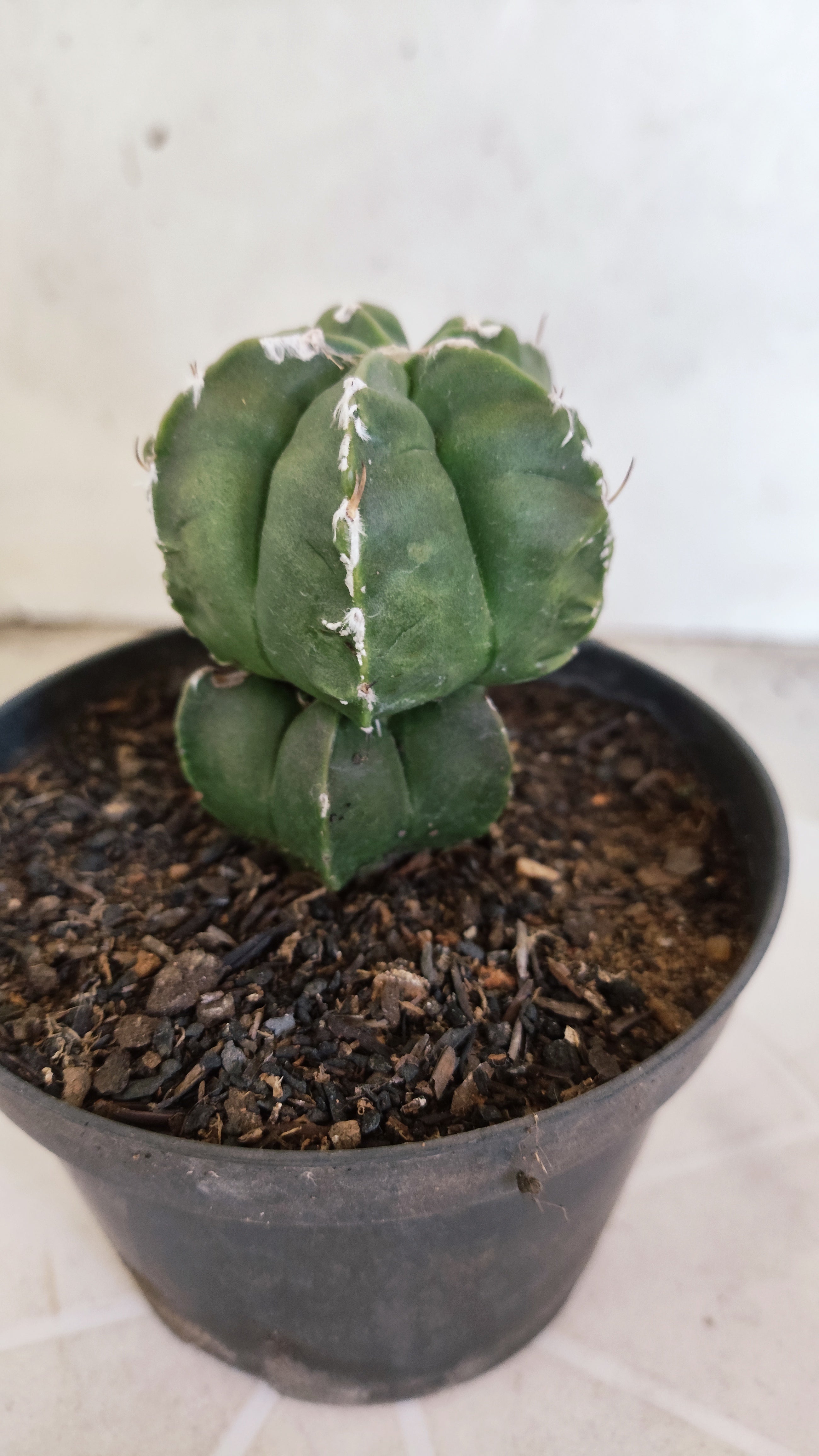 ASTROPHYTUM cv KIKKO "Exótico" Nº 1132 – vaso 11