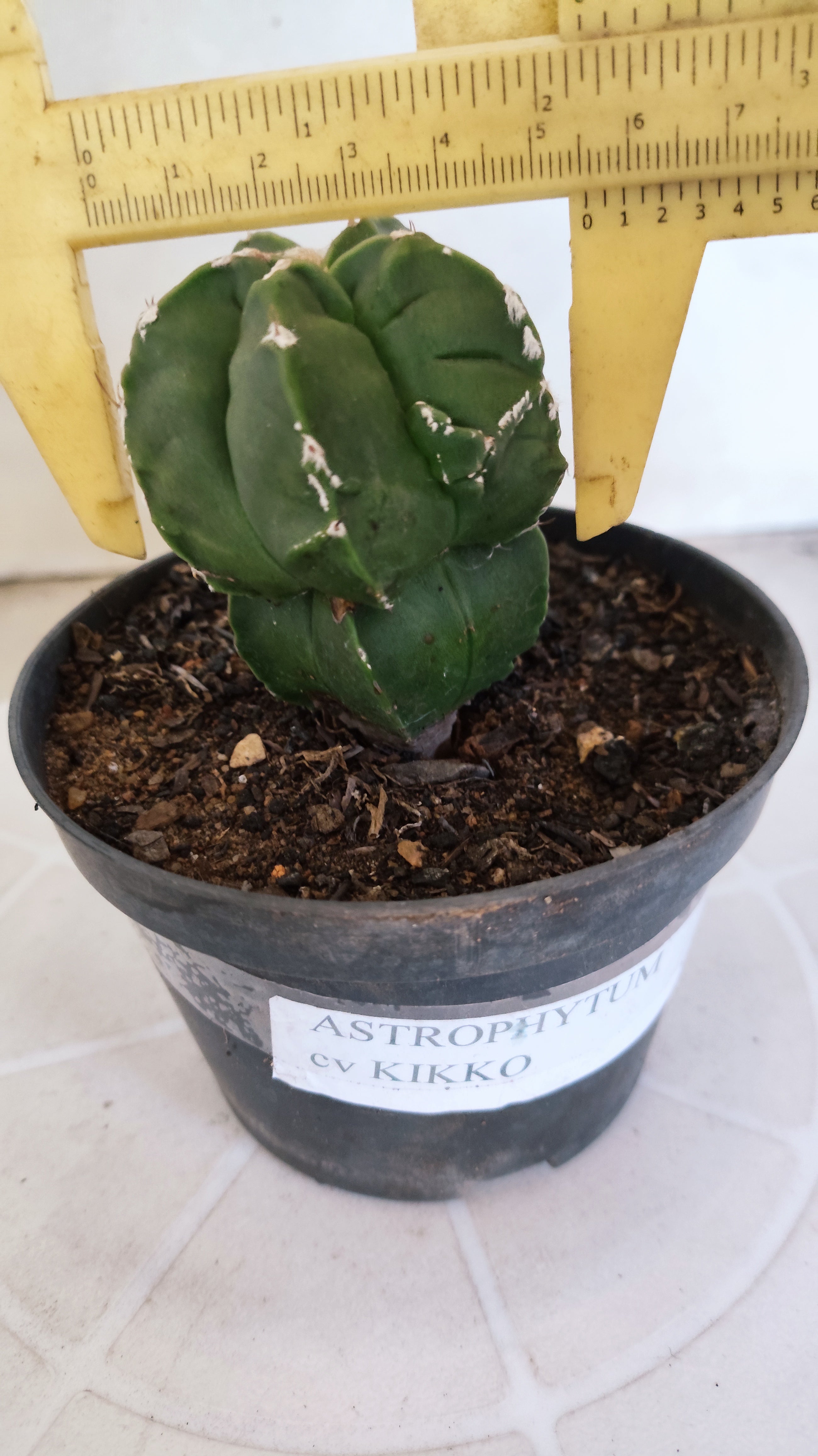 ASTROPHYTUM cv KIKKO "Exótico" Nº 1132 – vaso 11