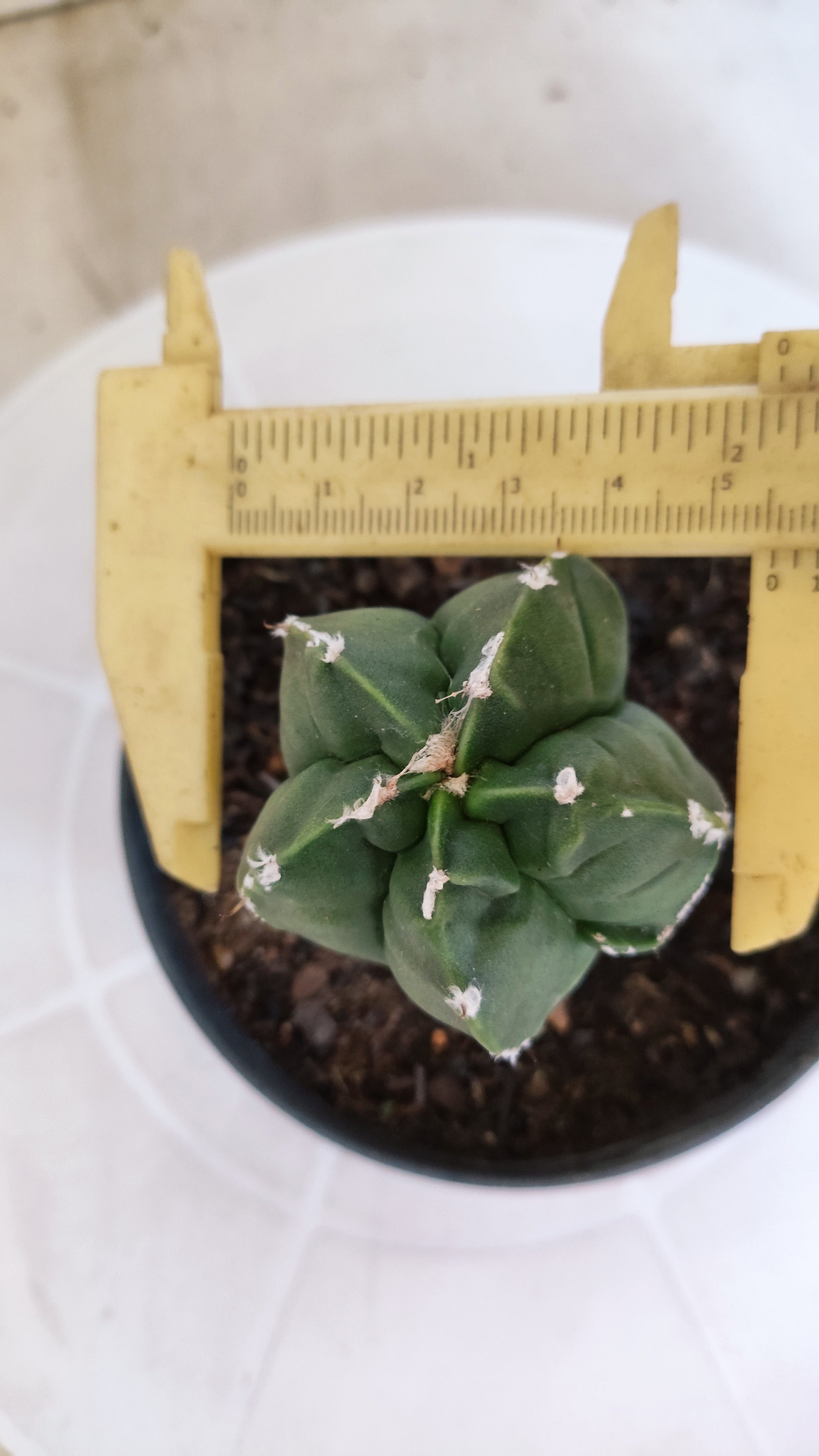 ASTROPHYTUM cv KIKKO "Exótico" Nº 1132 – vaso 11