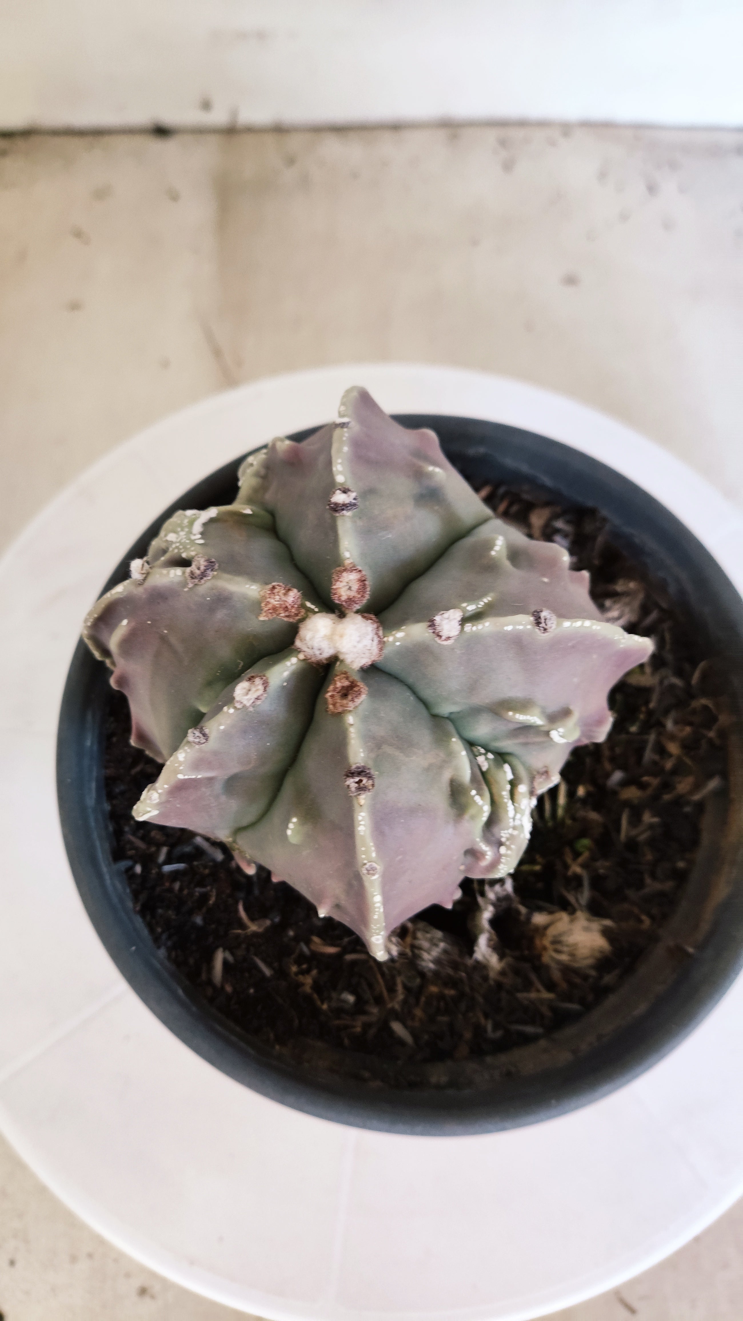 MATRIZ ASTROPHYTUM cv KIKKO "Fukuryu"  Nº 1133 – vaso 15