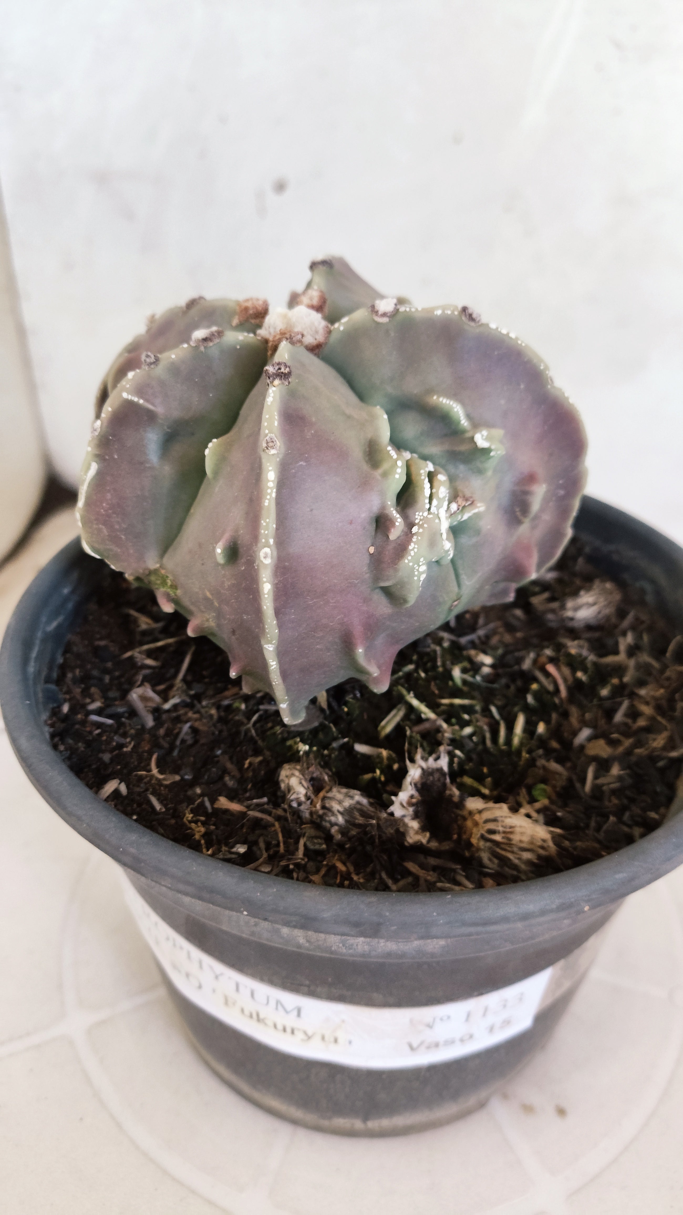 MATRIZ ASTROPHYTUM cv KIKKO "Fukuryu"  Nº 1133 – vaso 15
