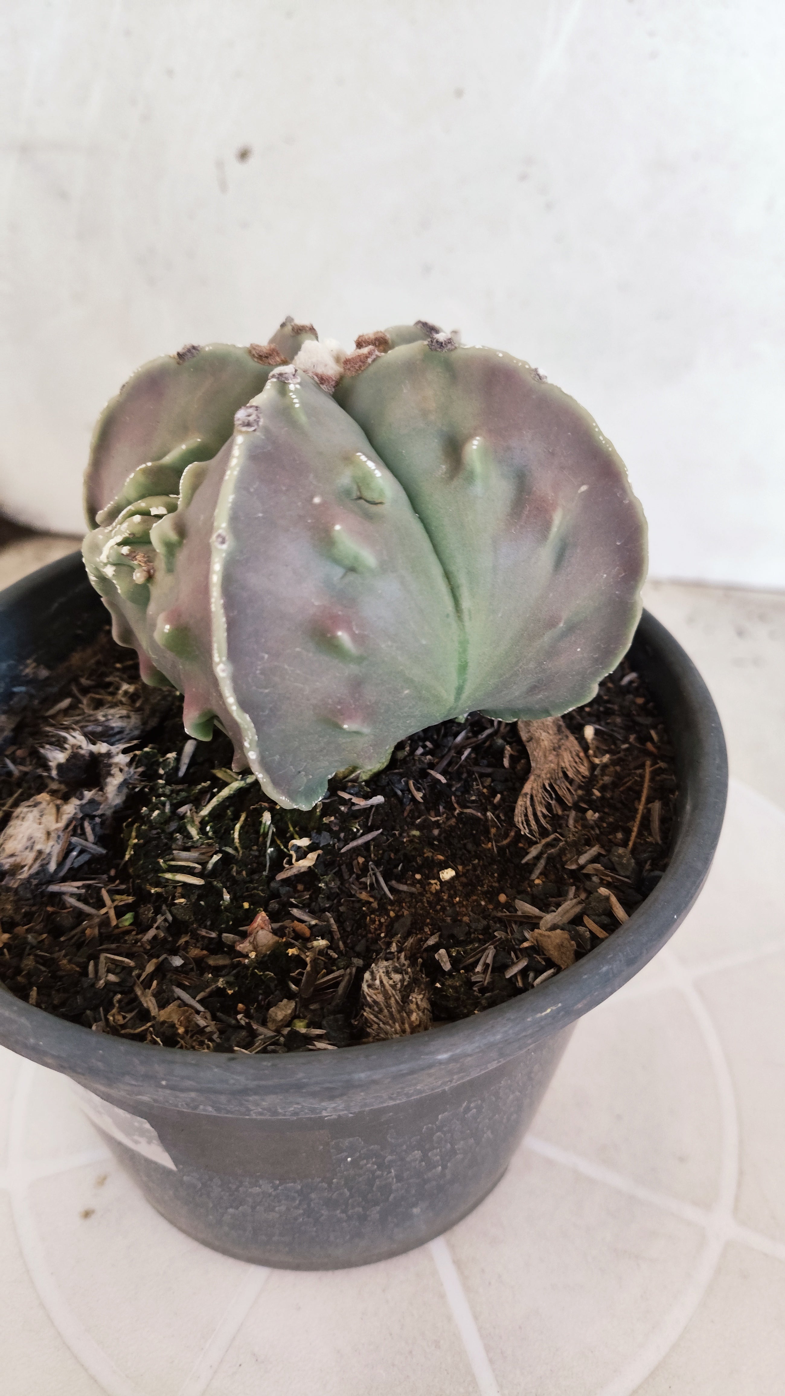 MATRIZ ASTROPHYTUM cv KIKKO "Fukuryu"  Nº 1133 – vaso 15