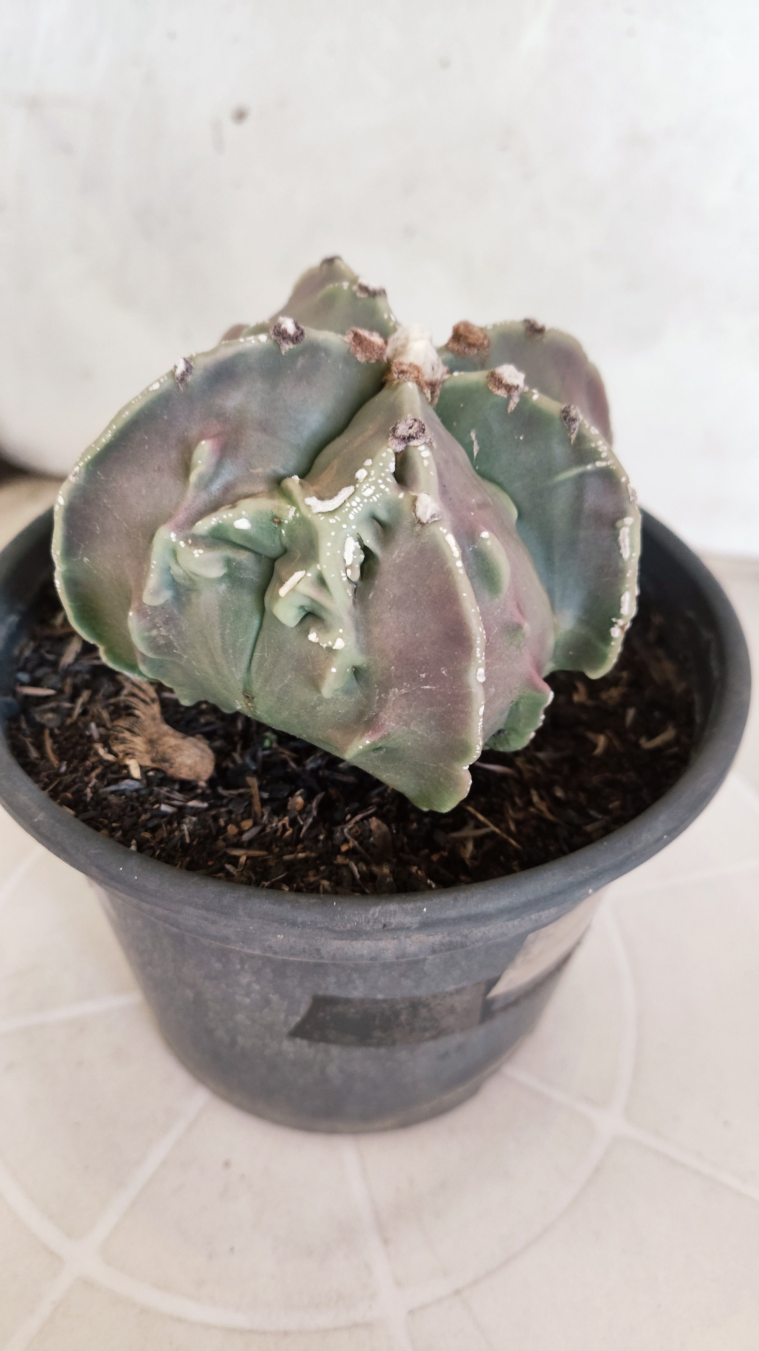 MATRIZ ASTROPHYTUM cv KIKKO "Fukuryu"  Nº 1133 – vaso 15