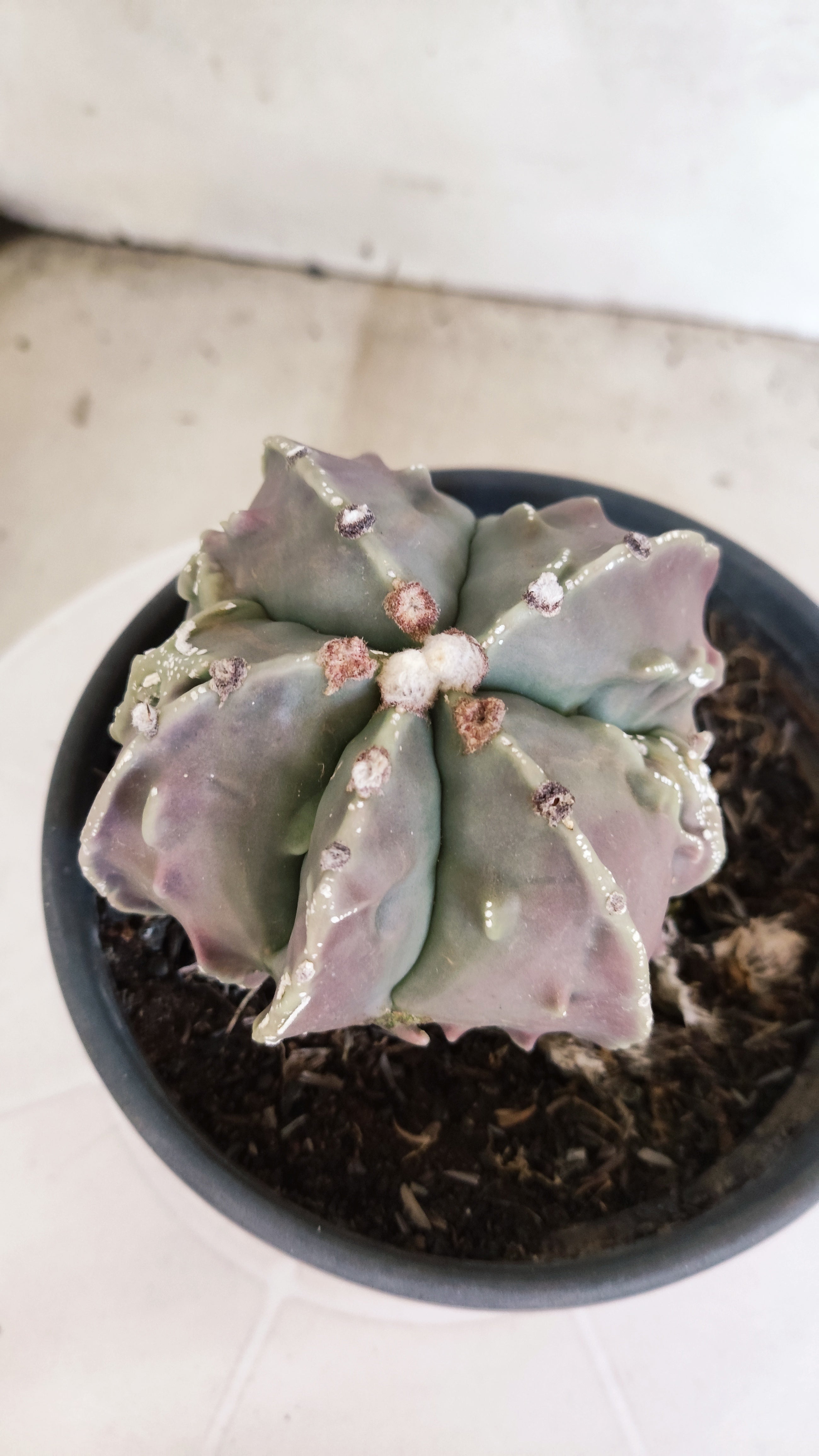 MATRIZ ASTROPHYTUM cv KIKKO "Fukuryu"  Nº 1133 – vaso 15