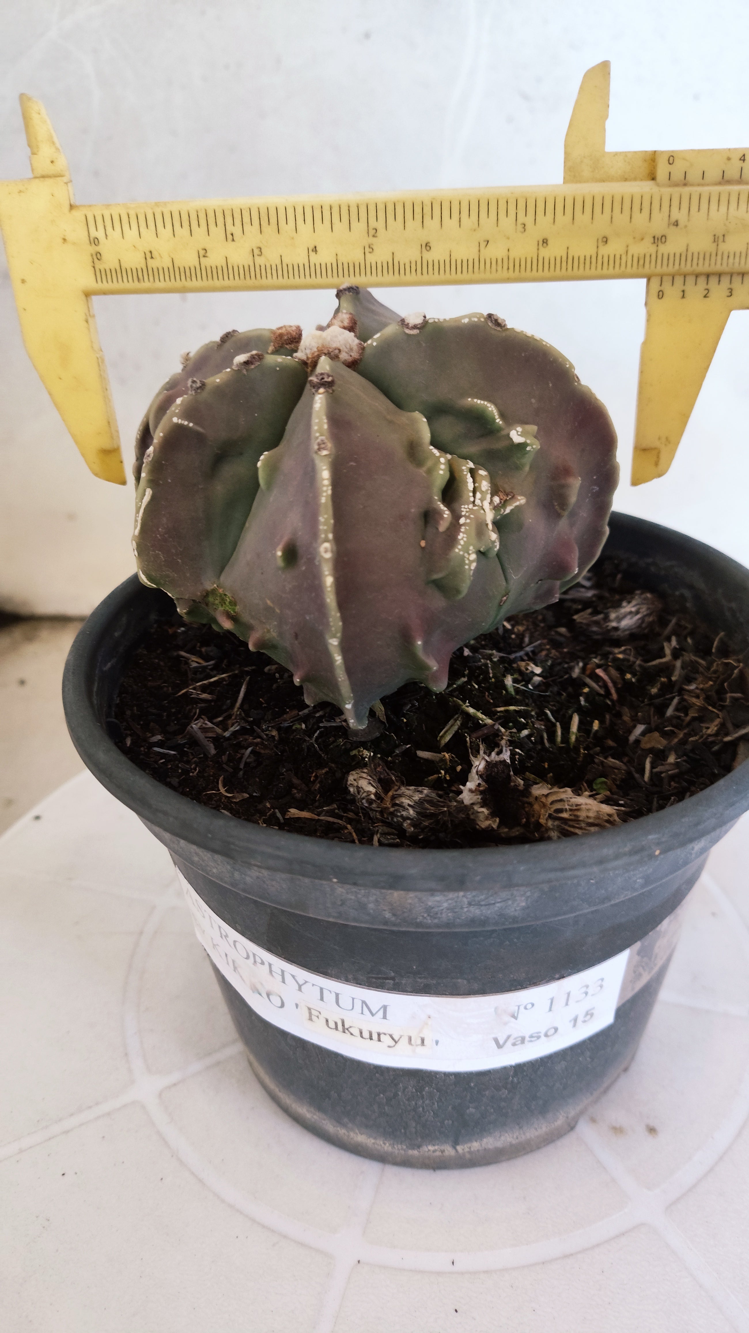 MATRIZ ASTROPHYTUM cv KIKKO "Fukuryu"  Nº 1133 – vaso 15