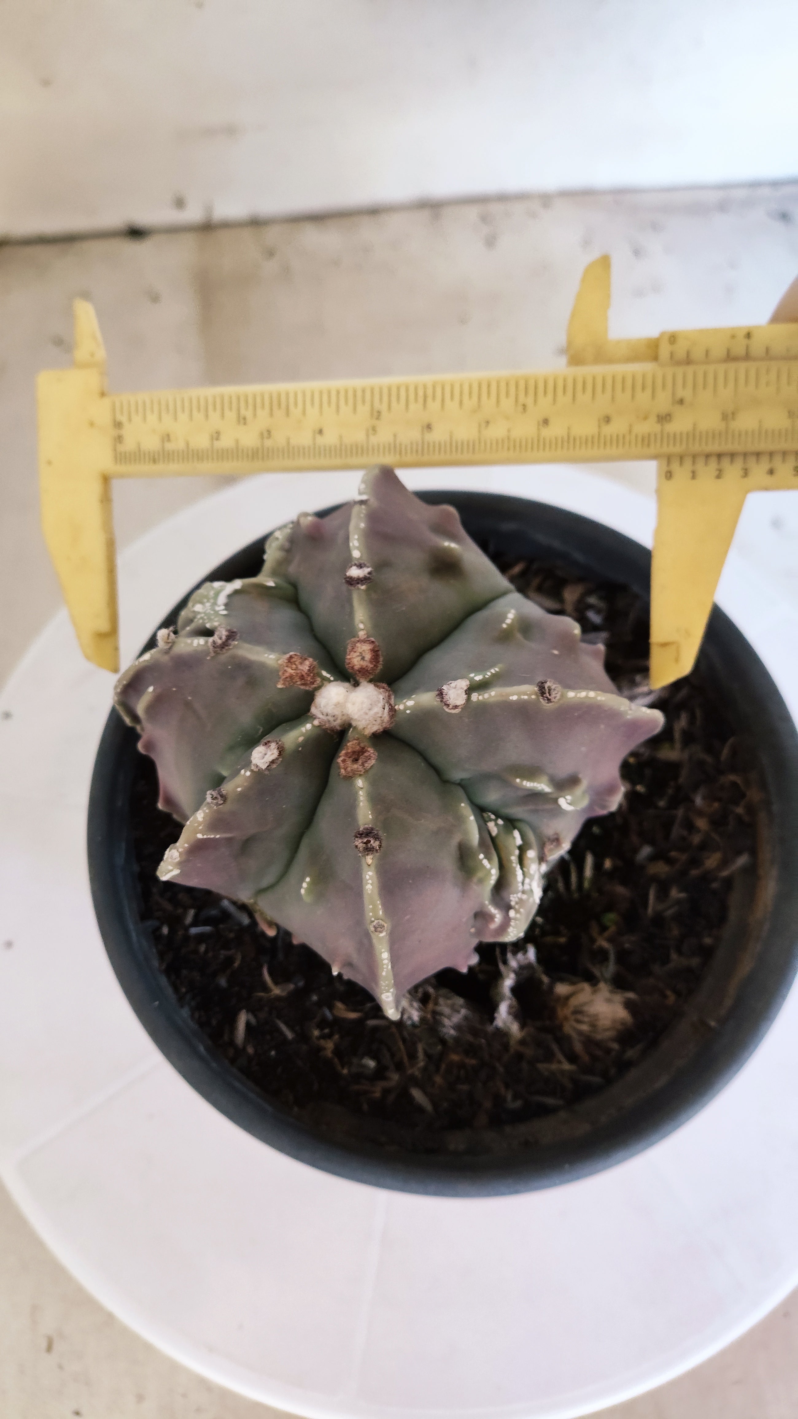 MATRIZ ASTROPHYTUM cv KIKKO "Fukuryu"  Nº 1133 – vaso 15
