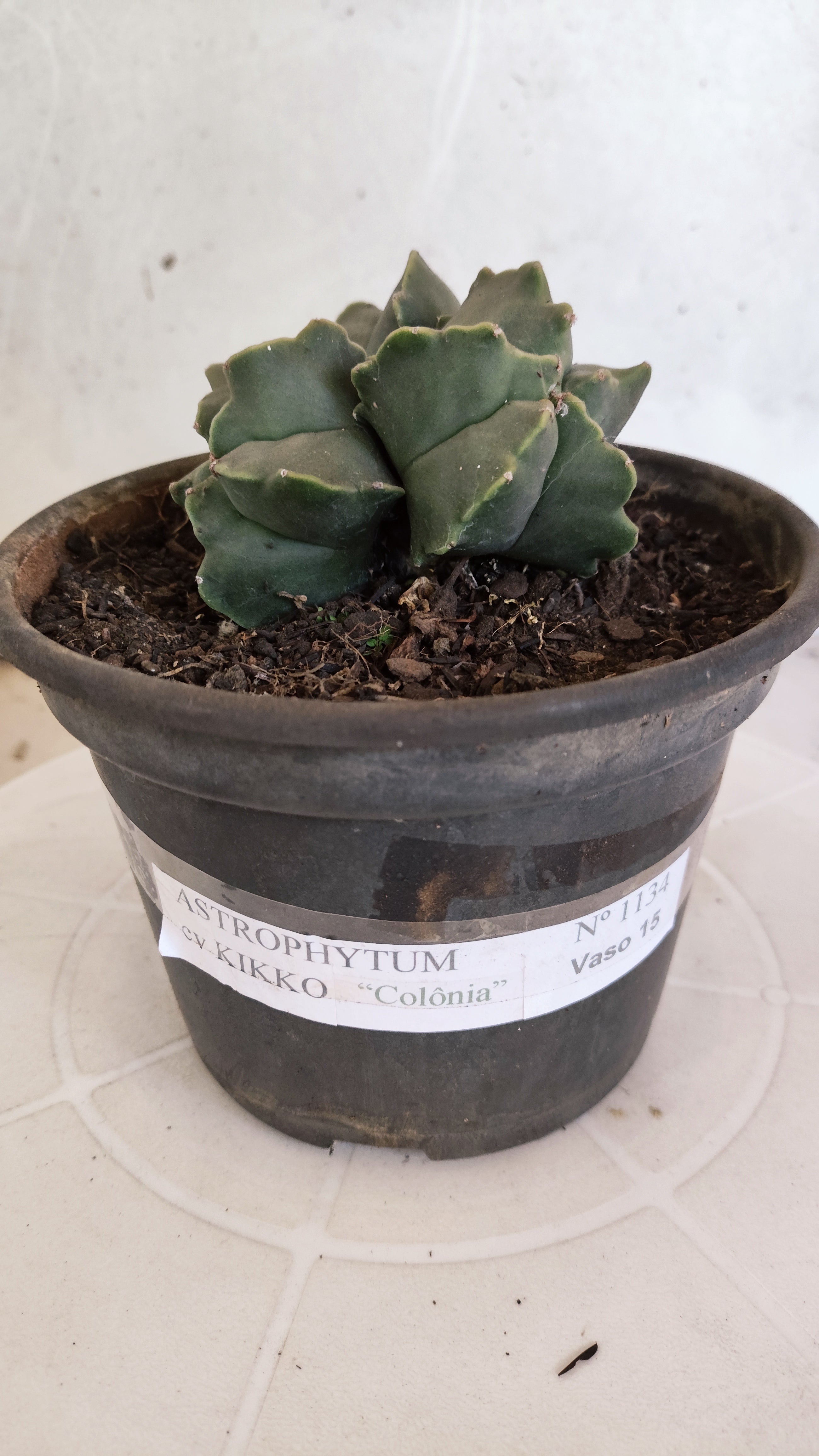 ASTROPHYTUM MYRIOSTIGMA KIKKO "Colônia" Nº 1134 – vaso 15