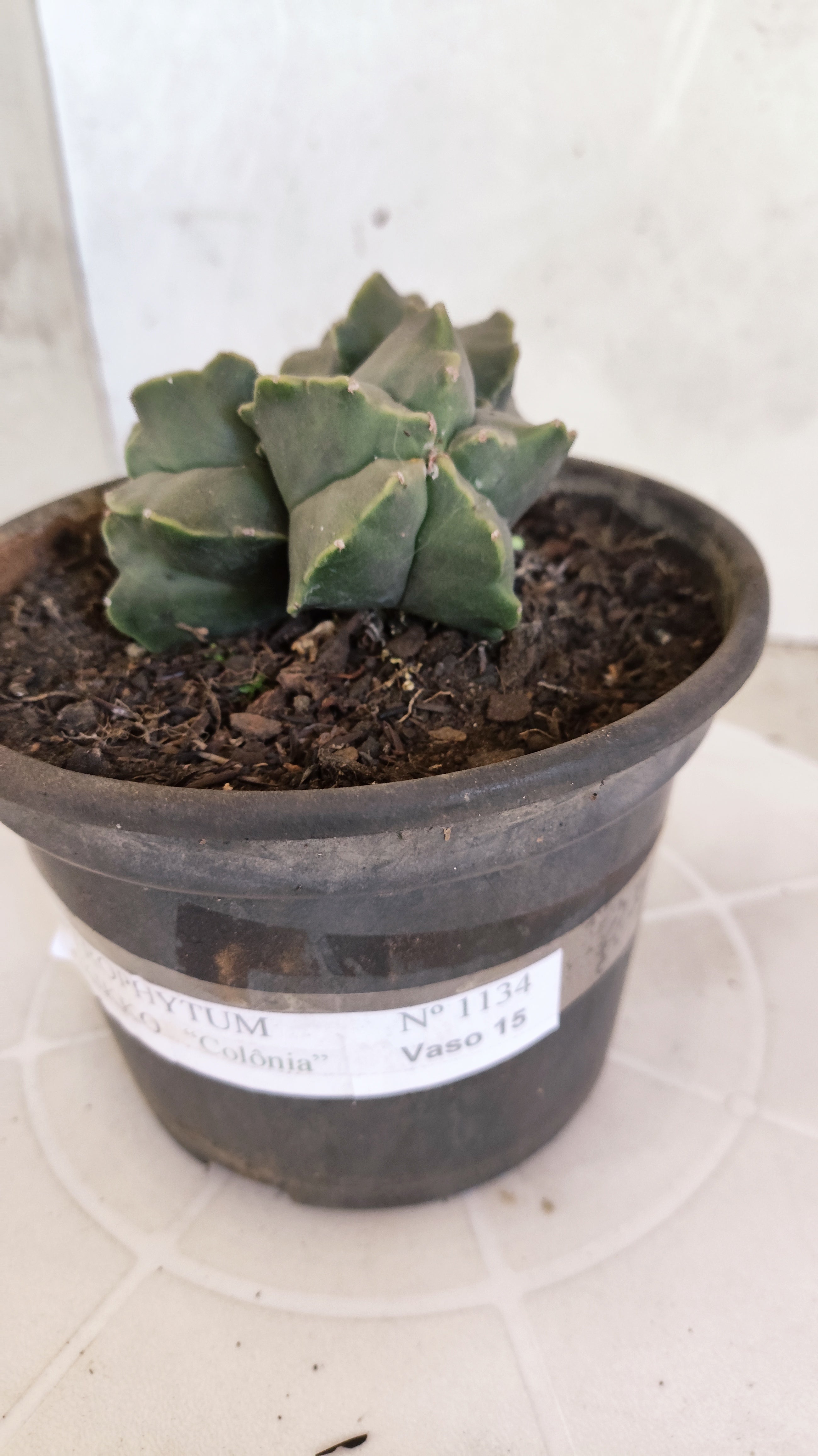 ASTROPHYTUM MYRIOSTIGMA KIKKO "Colônia" Nº 1134 – vaso 15