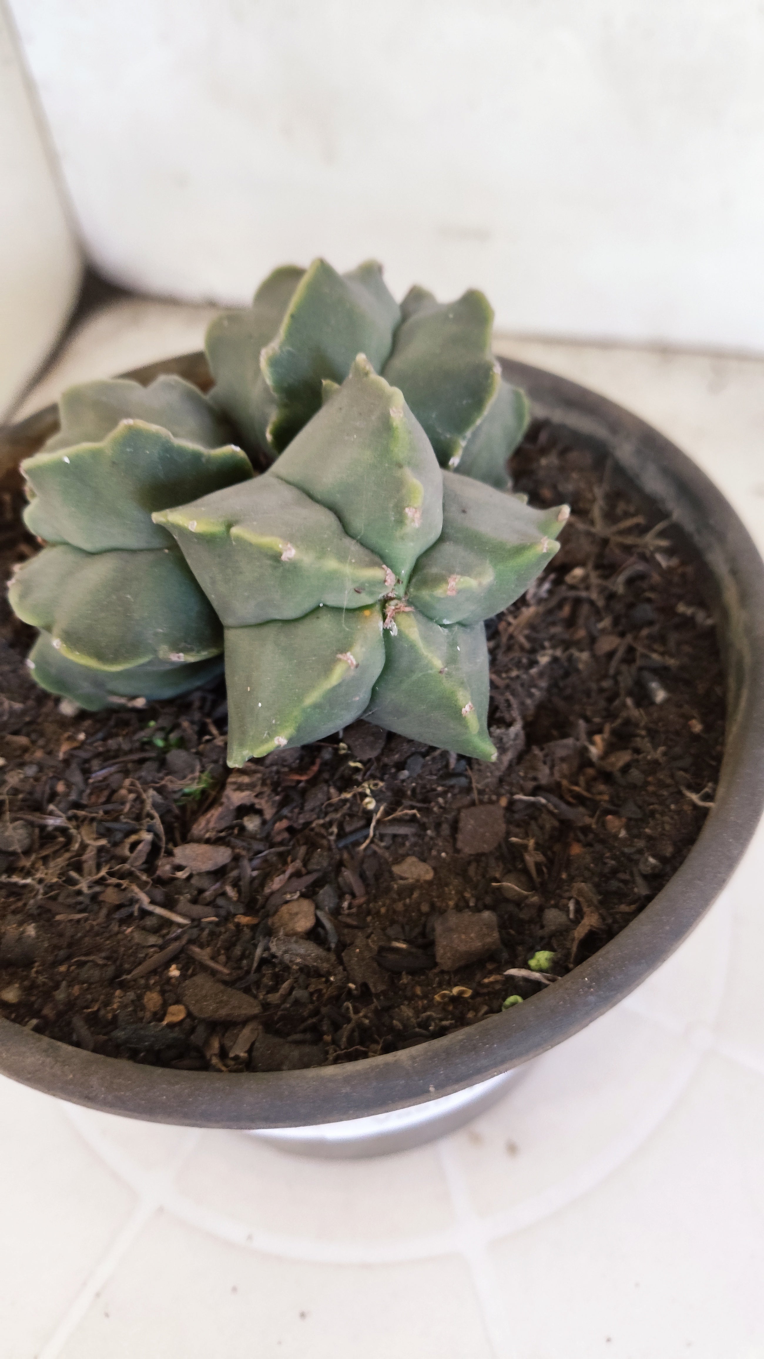 ASTROPHYTUM MYRIOSTIGMA KIKKO "Colônia" Nº 1134 – vaso 15