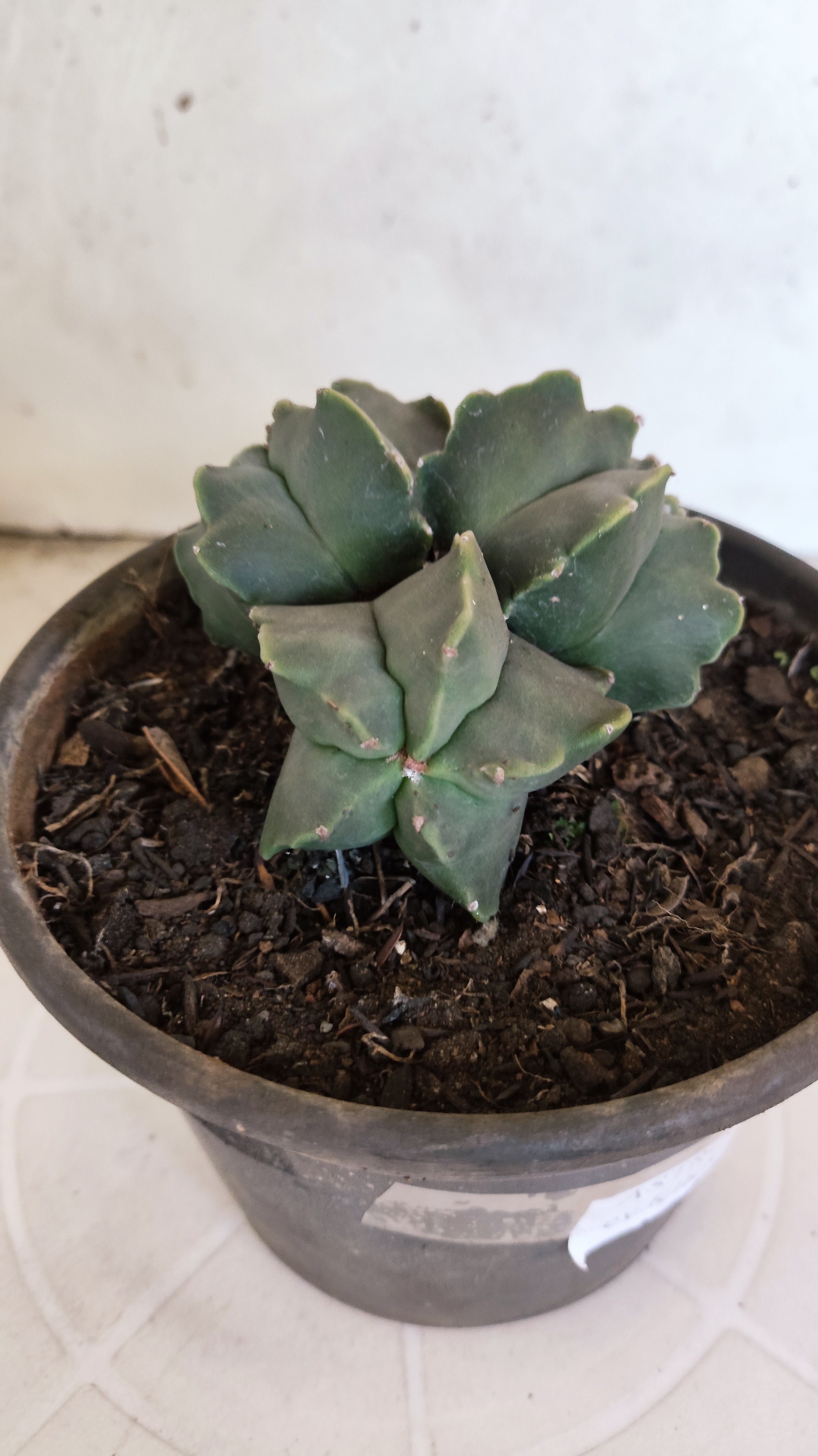 ASTROPHYTUM MYRIOSTIGMA KIKKO "Colônia" Nº 1134 – vaso 15