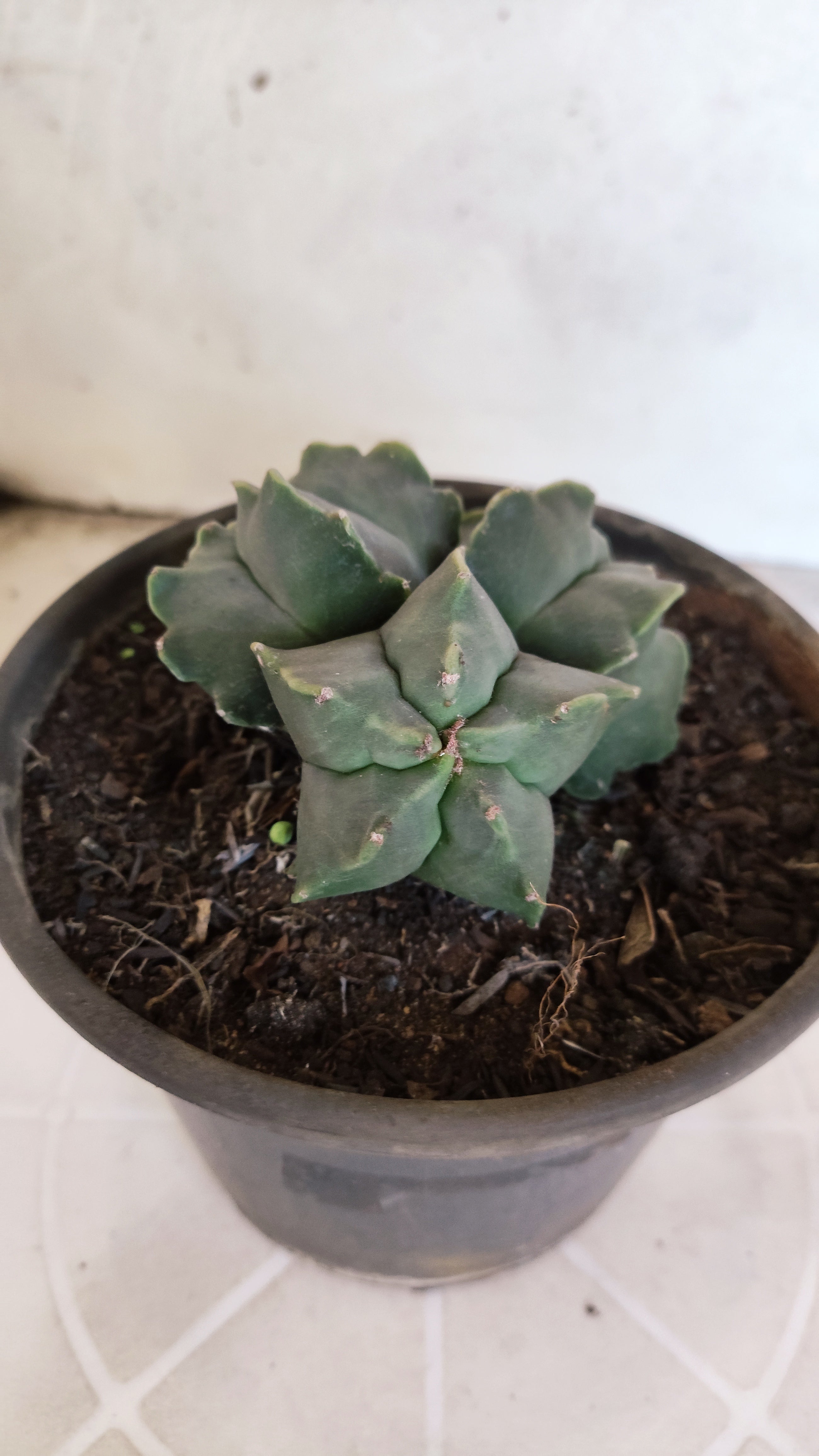 ASTROPHYTUM MYRIOSTIGMA KIKKO "Colônia" Nº 1134 – vaso 15