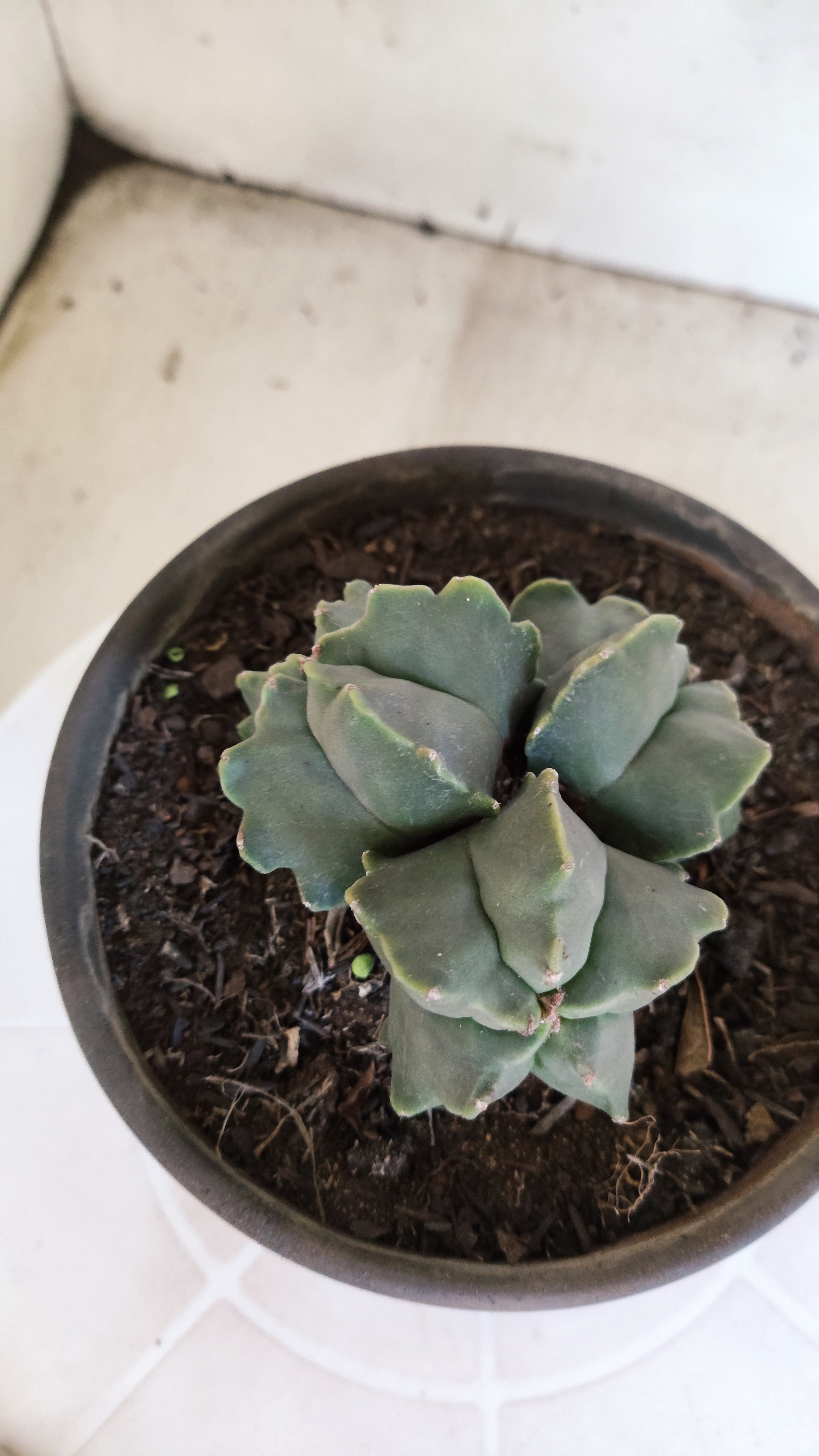 ASTROPHYTUM MYRIOSTIGMA KIKKO "Colônia" Nº 1134 – vaso 15