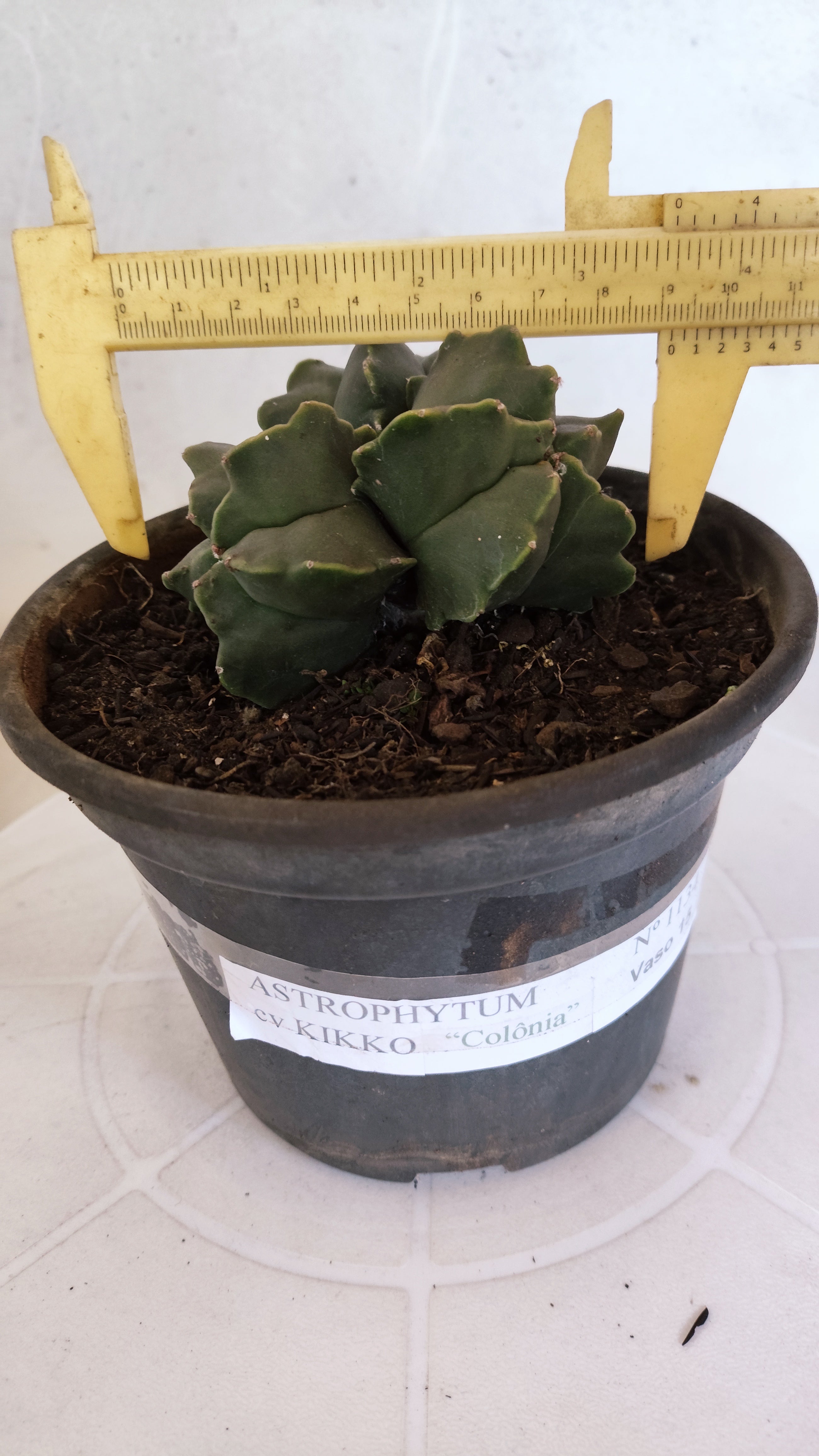 ASTROPHYTUM MYRIOSTIGMA KIKKO "Colônia" Nº 1134 – vaso 15