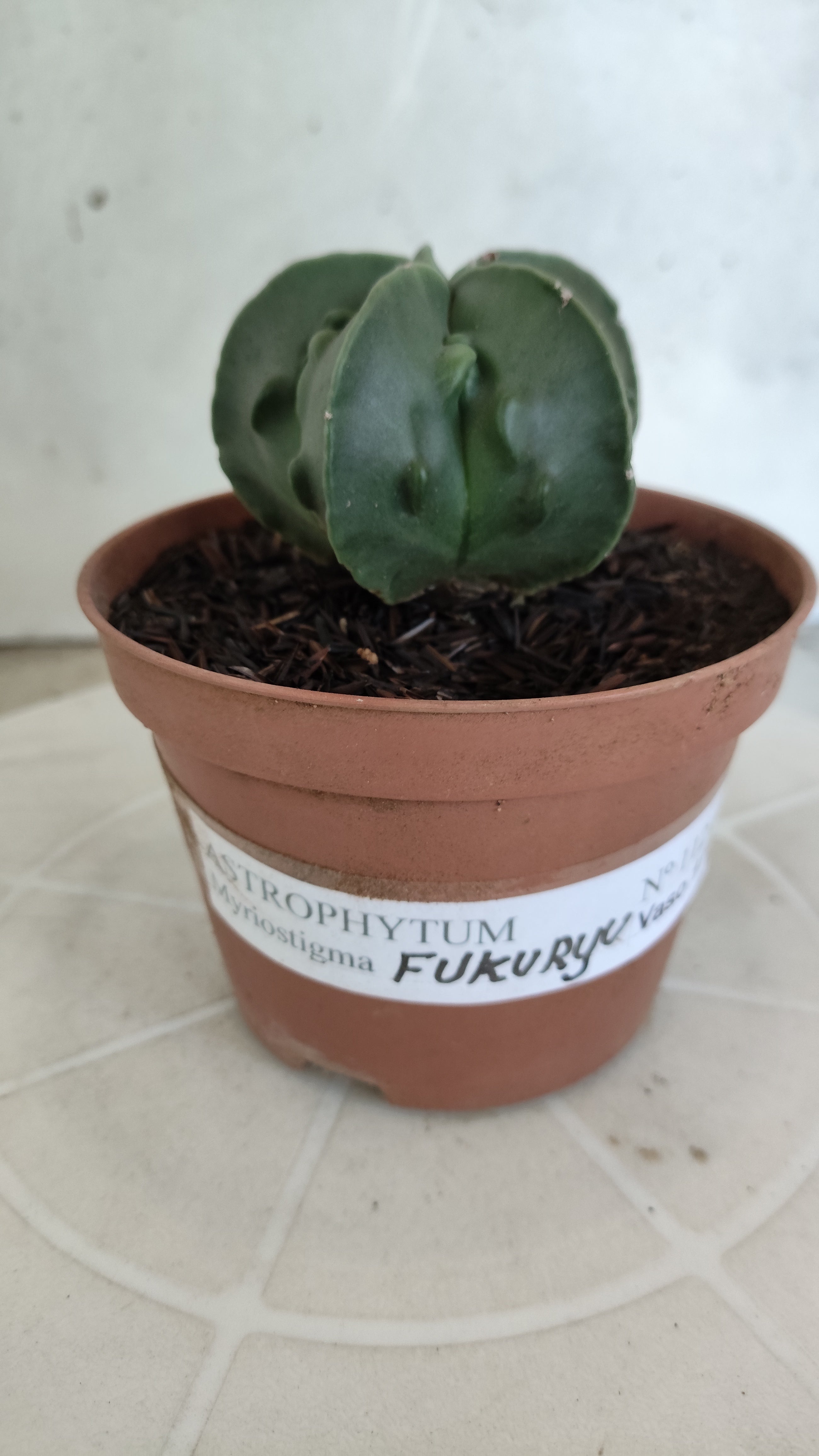MATRIZ ASTROPHYTUM cv KIKKO "Fukuryu - Nudun"  Nº 1121 – vaso 11