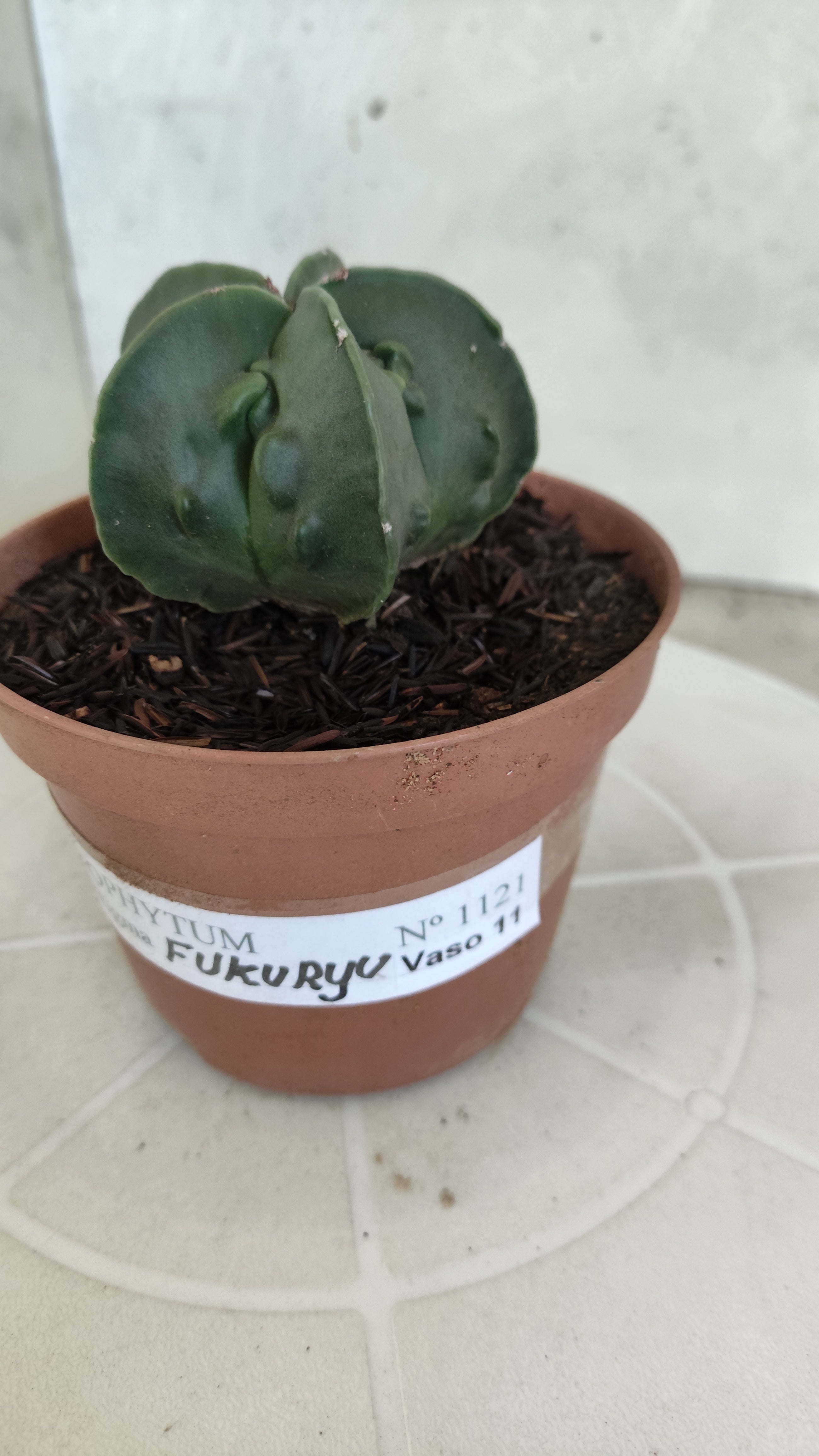 MATRIZ ASTROPHYTUM cv KIKKO "Fukuryu - Nudun"  Nº 1121 – vaso 11