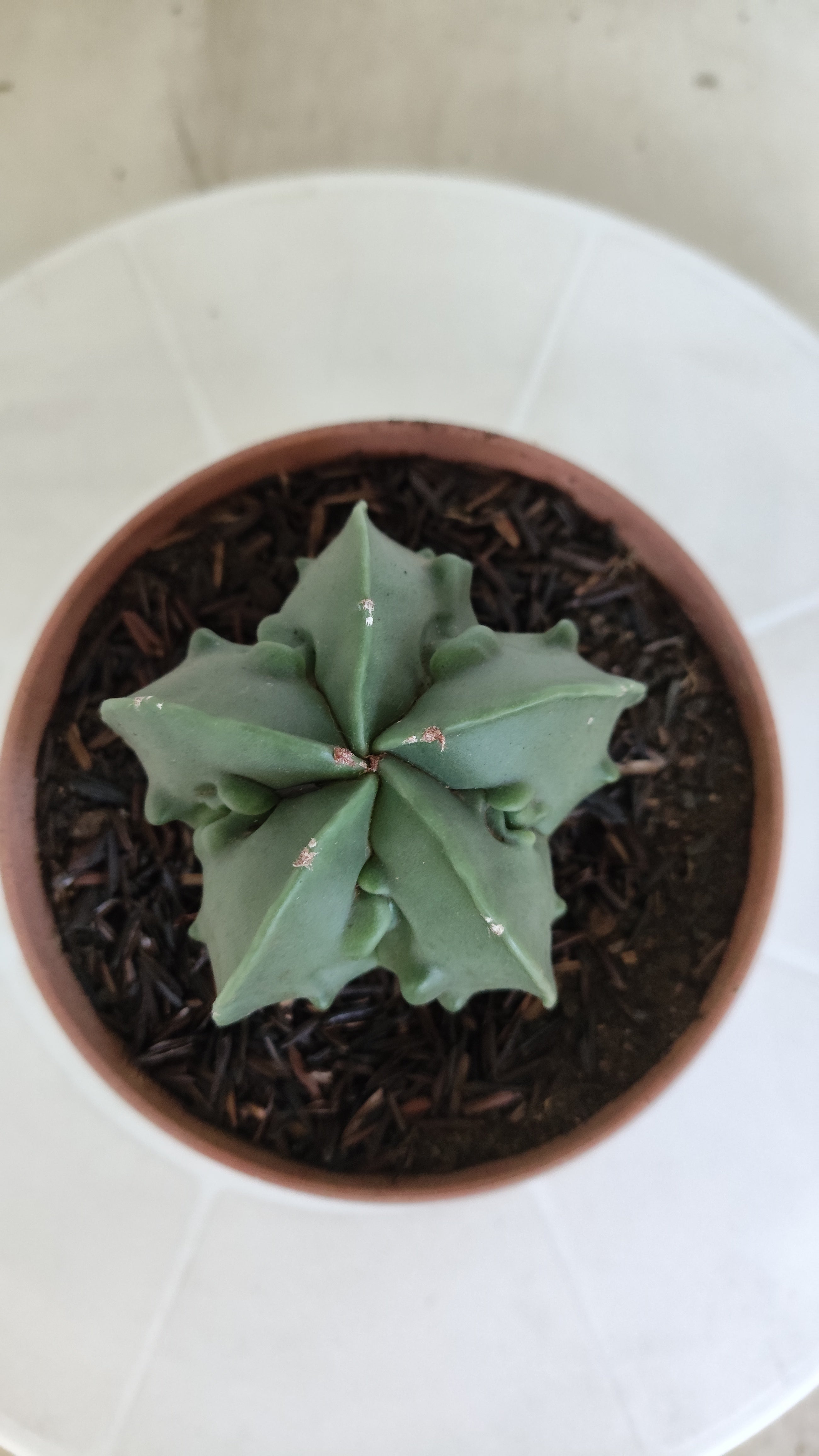 MATRIZ ASTROPHYTUM cv KIKKO "Fukuryu - Nudun"  Nº 1121 – vaso 11