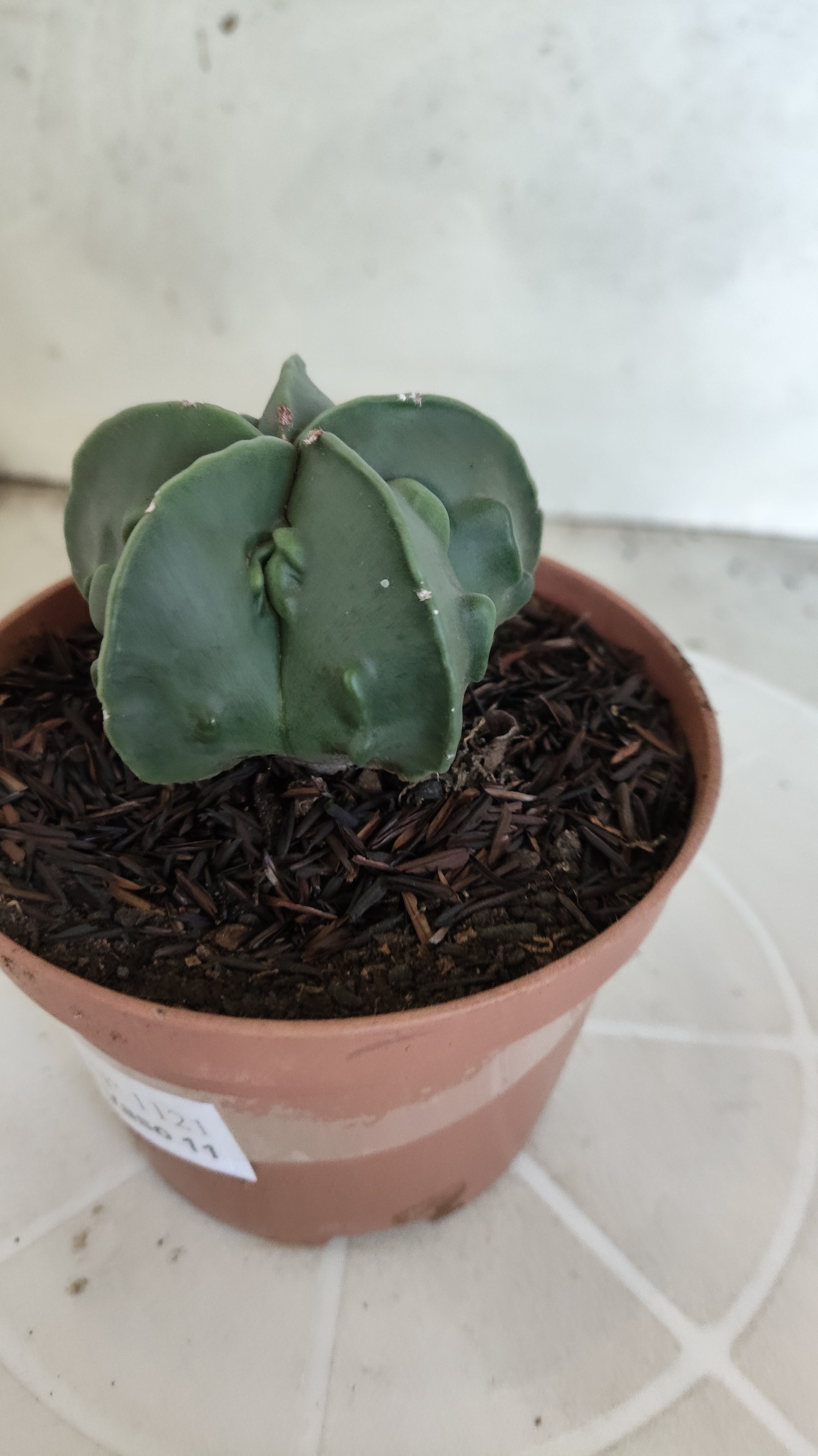 MATRIZ ASTROPHYTUM cv KIKKO "Fukuryu - Nudun"  Nº 1121 – vaso 11