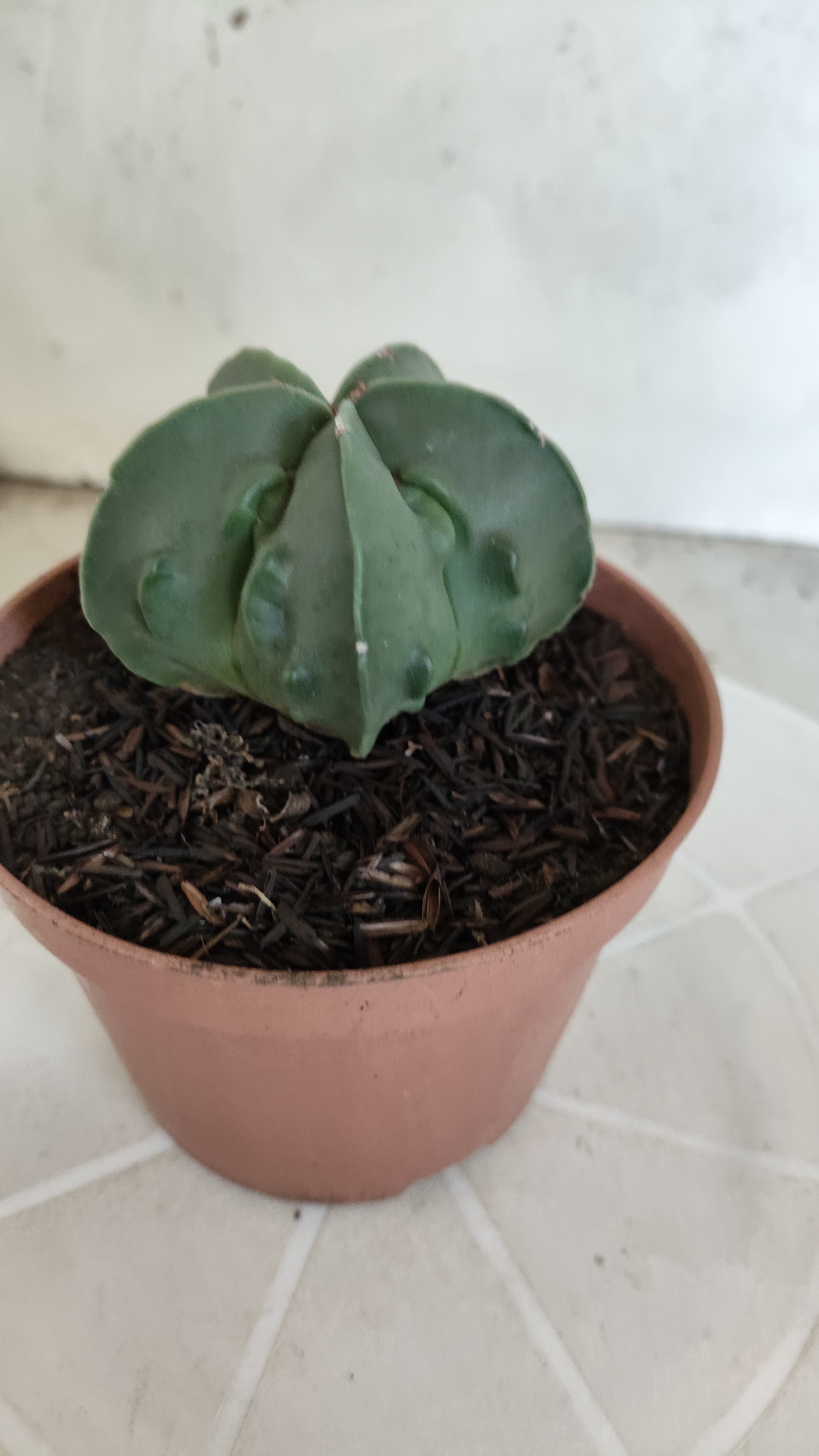 MATRIZ ASTROPHYTUM cv KIKKO "Fukuryu - Nudun"  Nº 1121 – vaso 11