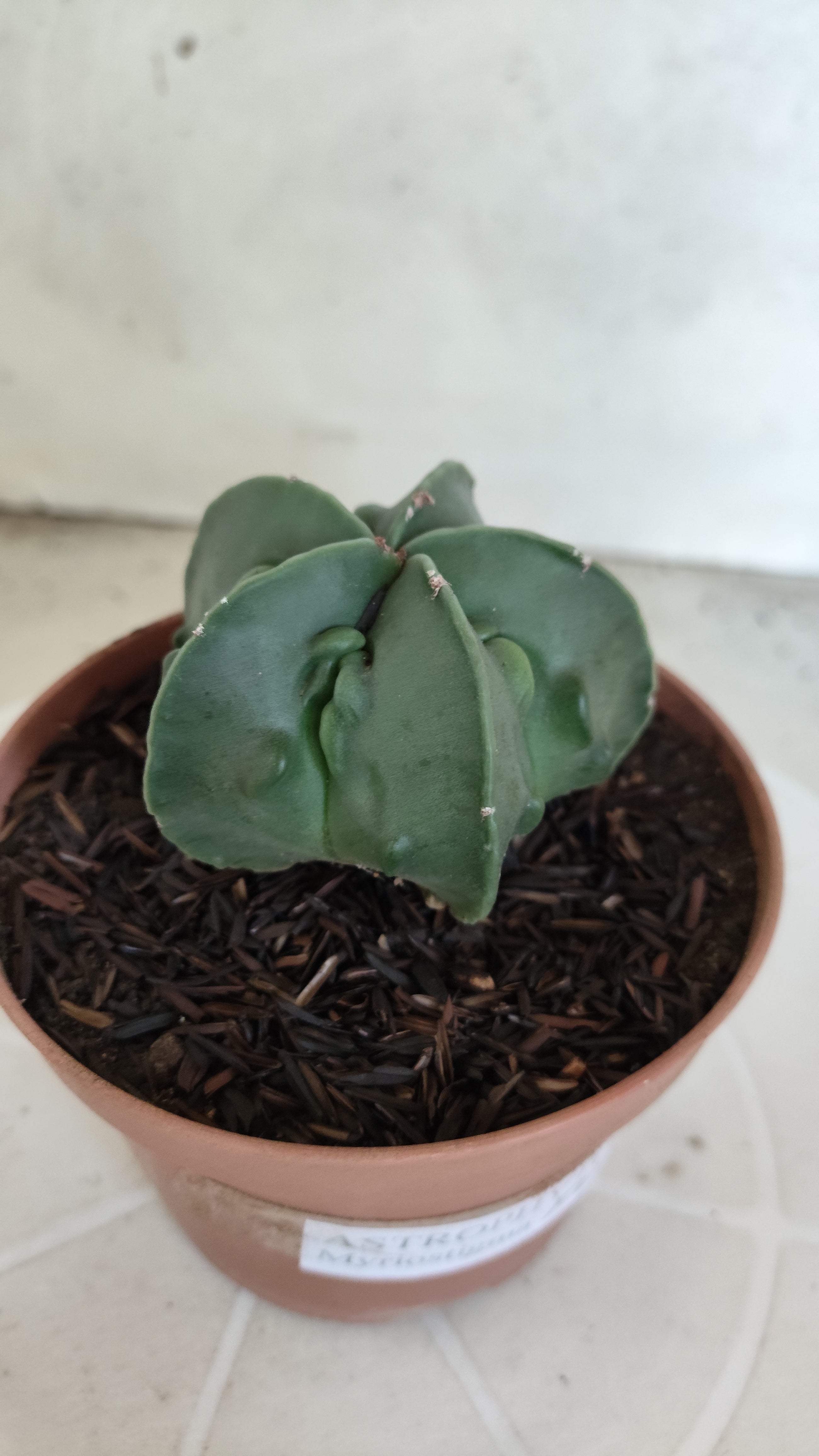MATRIZ ASTROPHYTUM cv KIKKO "Fukuryu - Nudun"  Nº 1121 – vaso 11