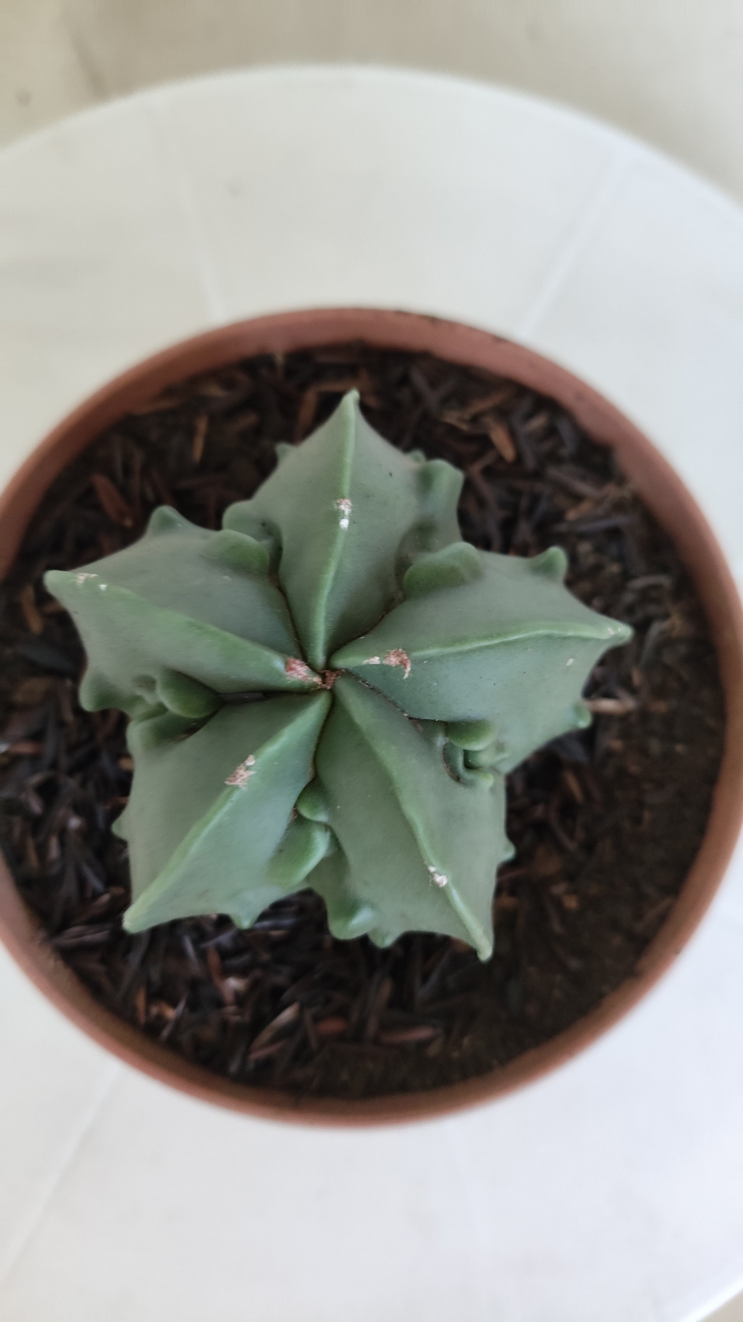 MATRIZ ASTROPHYTUM cv KIKKO "Fukuryu - Nudun"  Nº 1121 – vaso 11