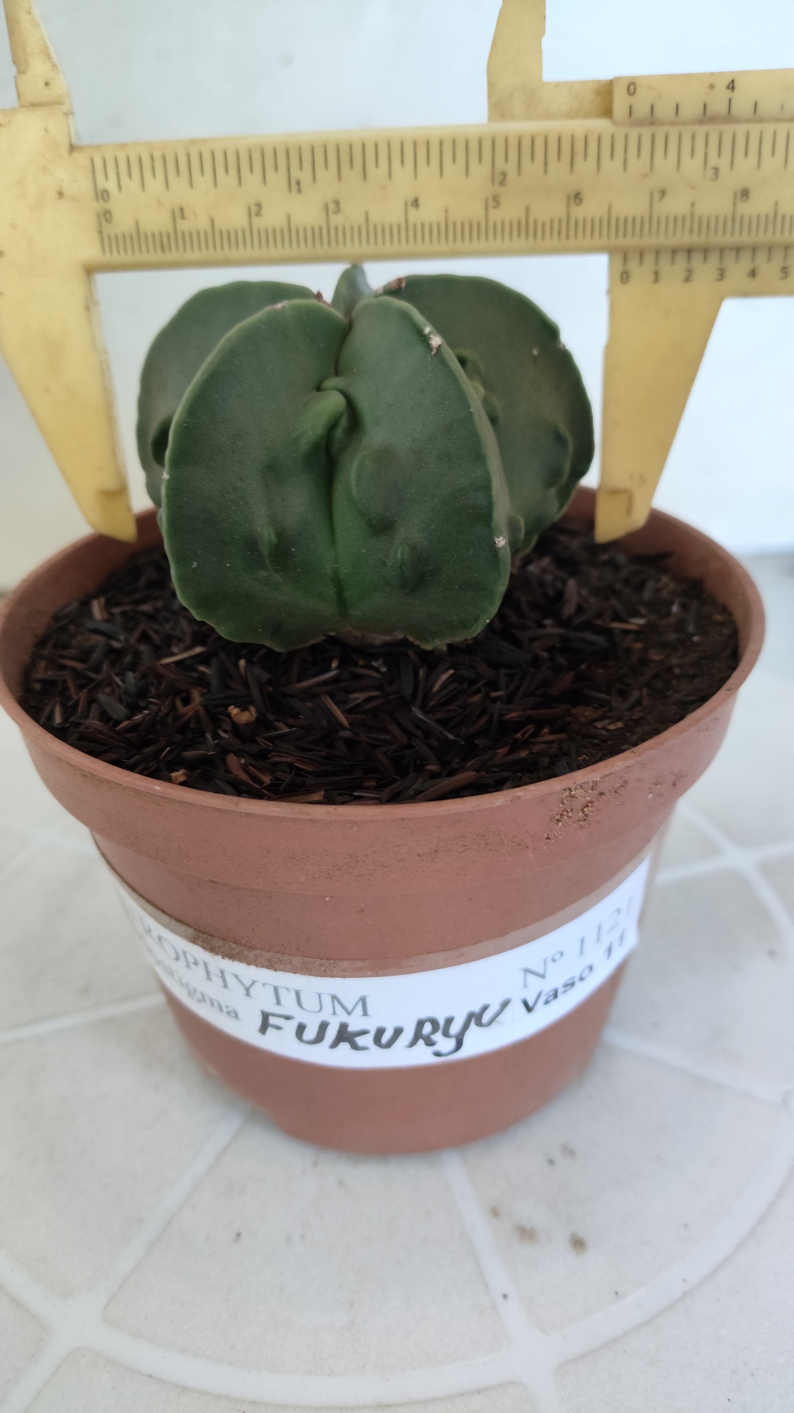 MATRIZ ASTROPHYTUM cv KIKKO "Fukuryu - Nudun"  Nº 1121 – vaso 11
