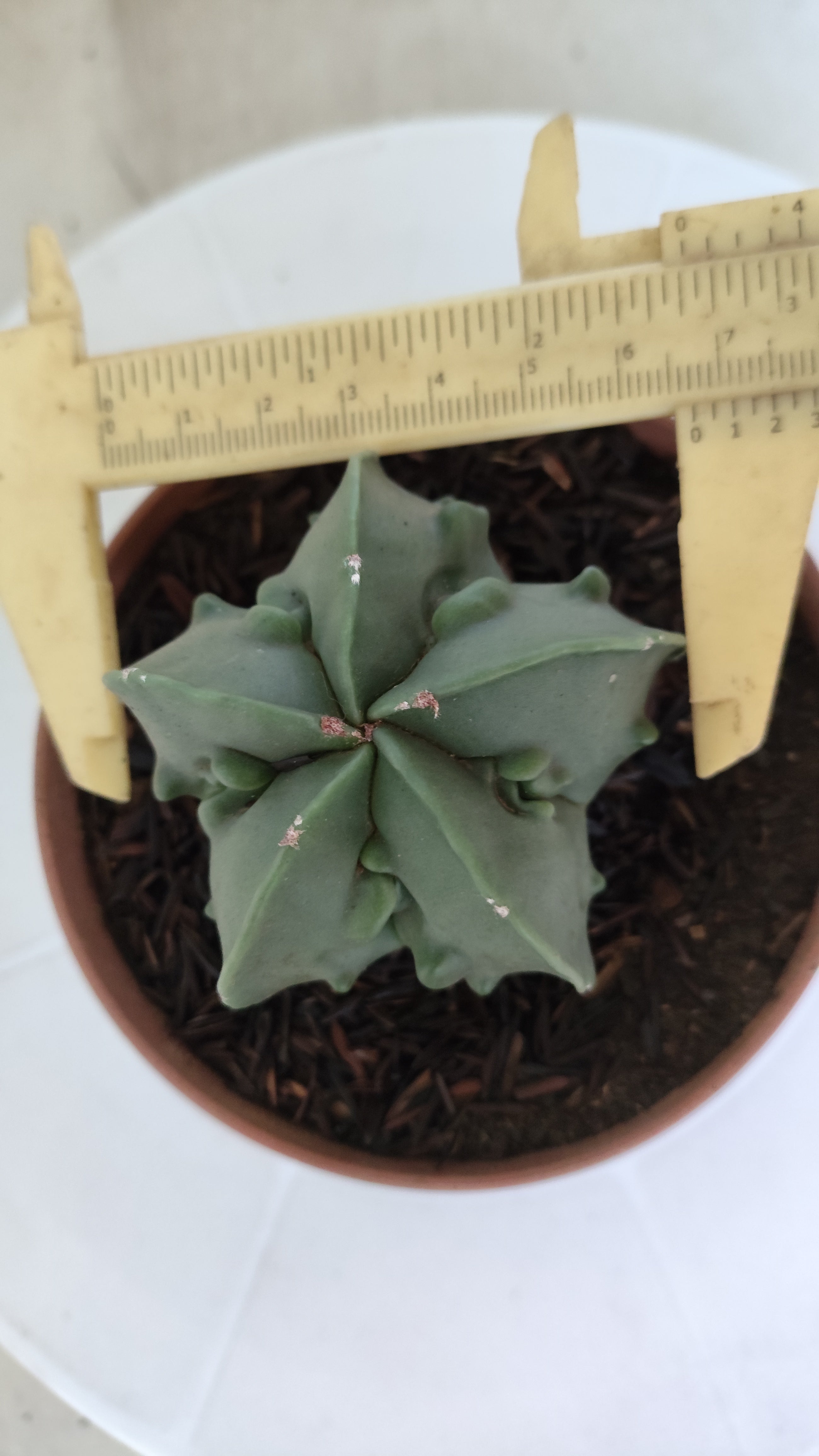 MATRIZ ASTROPHYTUM cv KIKKO "Fukuryu - Nudun"  Nº 1121 – vaso 11