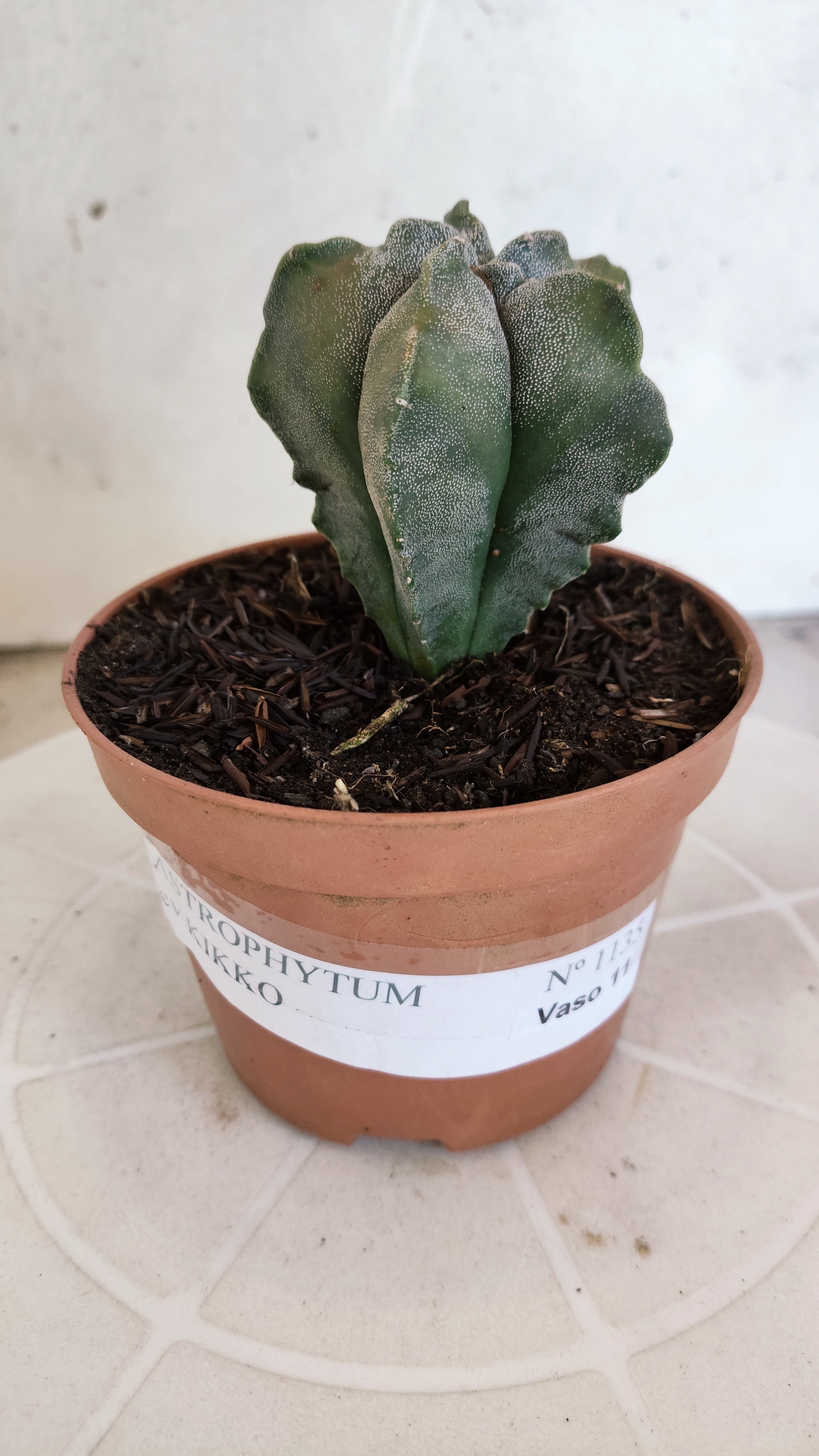 MATRIZ ASTROPHYTUM cv KIKKO   Nº 1134 – vaso 11