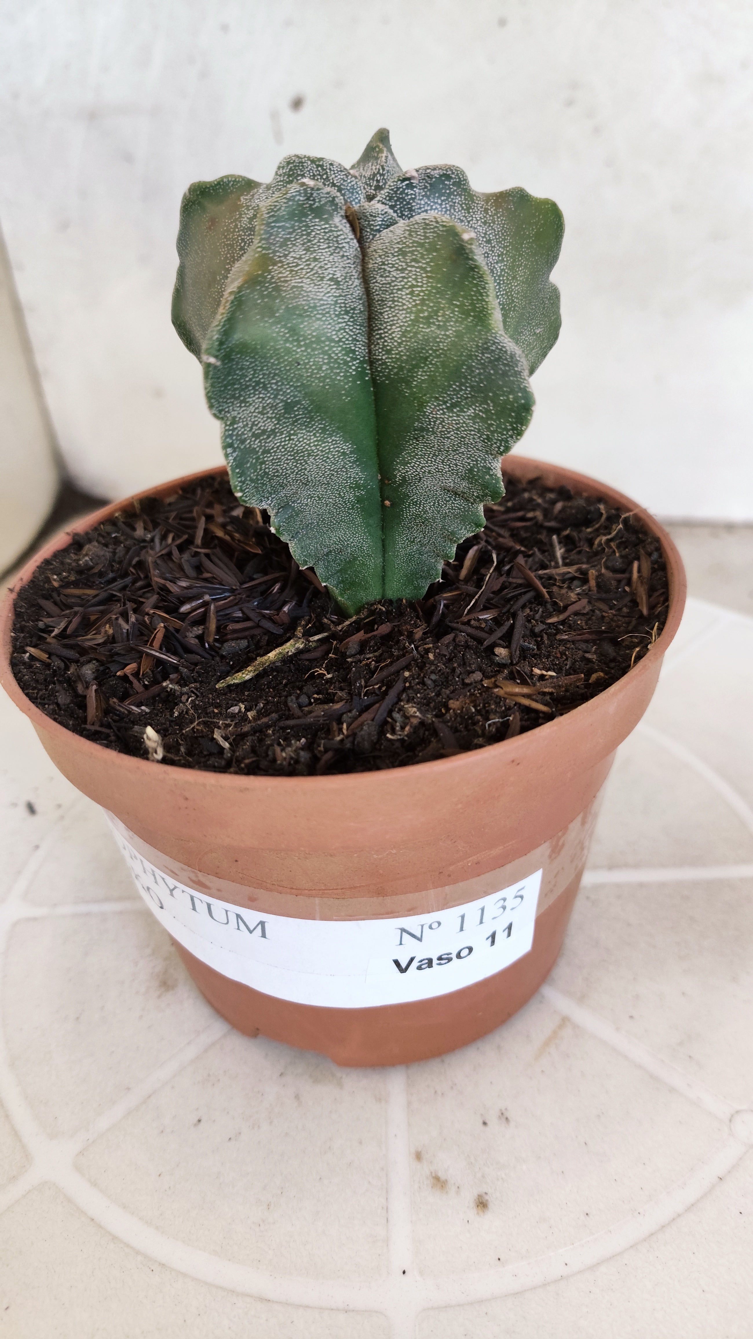 MATRIZ ASTROPHYTUM cv KIKKO   Nº 1134 – vaso 11