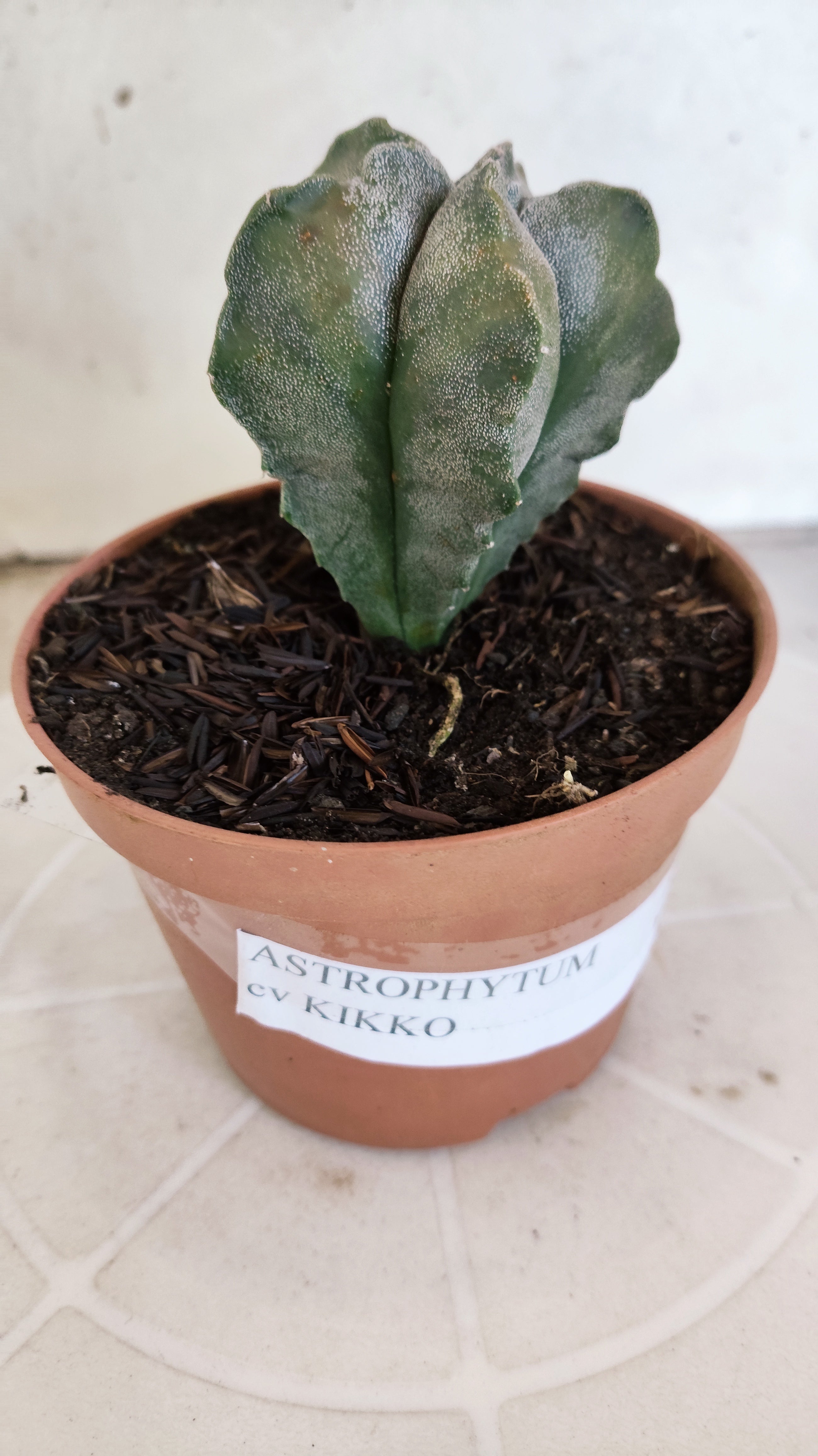 MATRIZ ASTROPHYTUM cv KIKKO   Nº 1134 – vaso 11