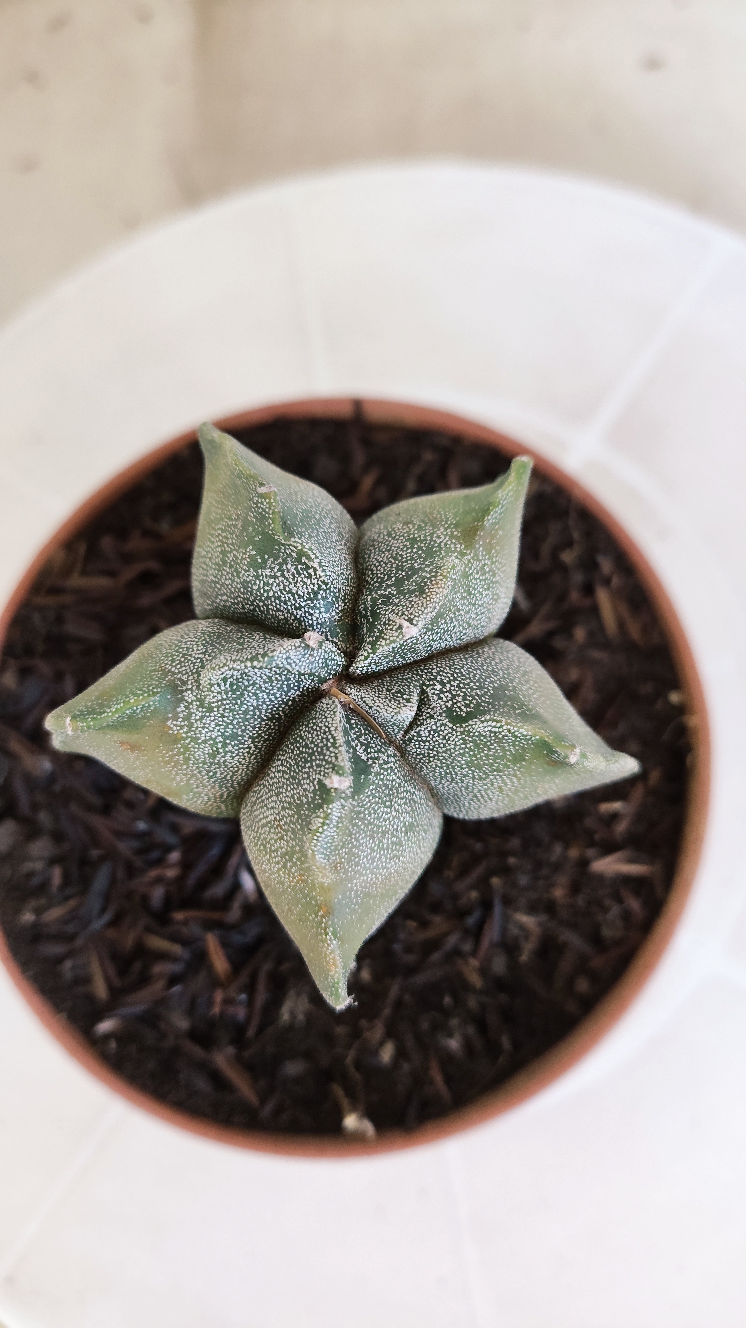 MATRIZ ASTROPHYTUM cv KIKKO   Nº 1134 – vaso 11