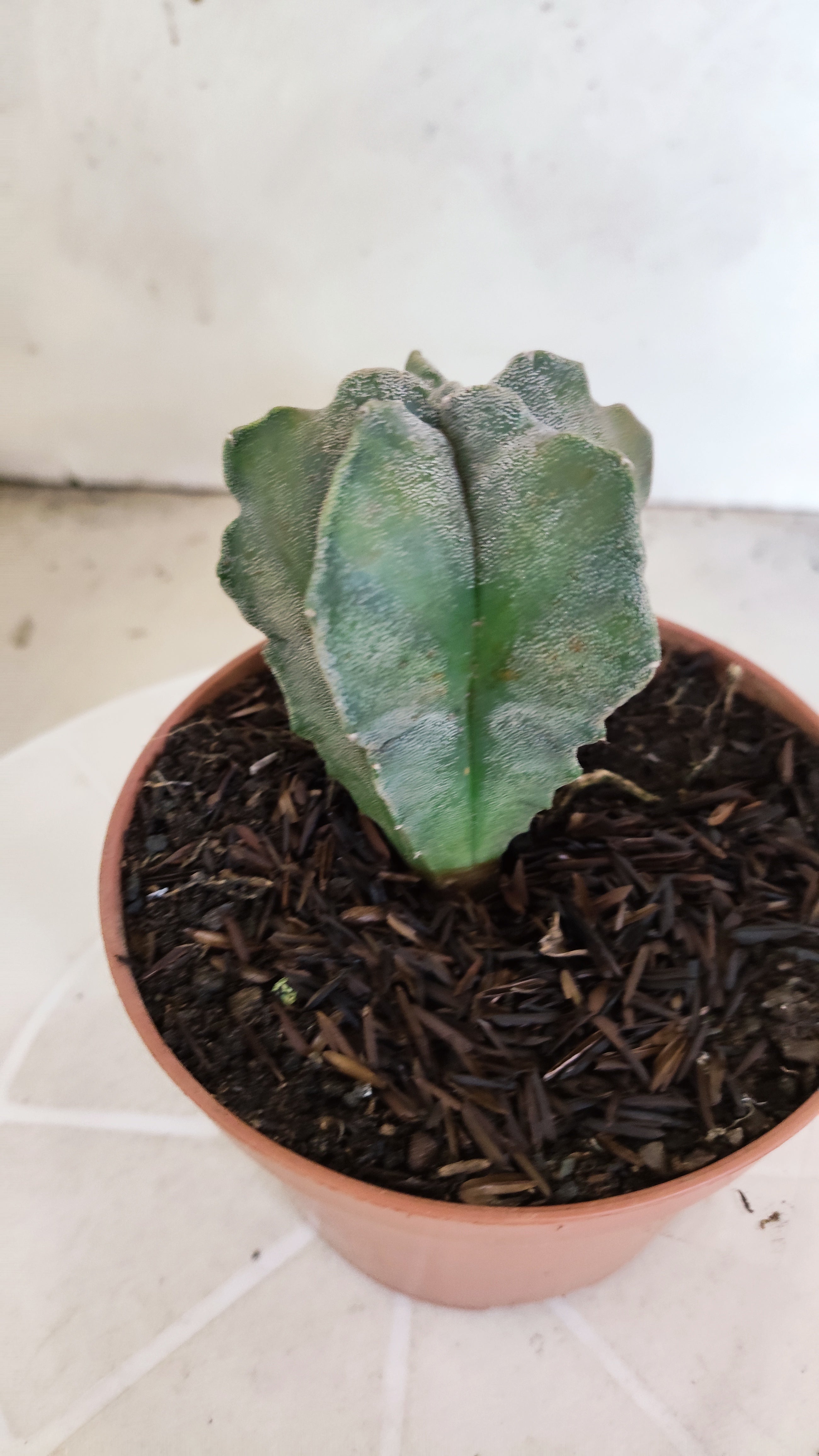 MATRIZ ASTROPHYTUM cv KIKKO   Nº 1134 – vaso 11