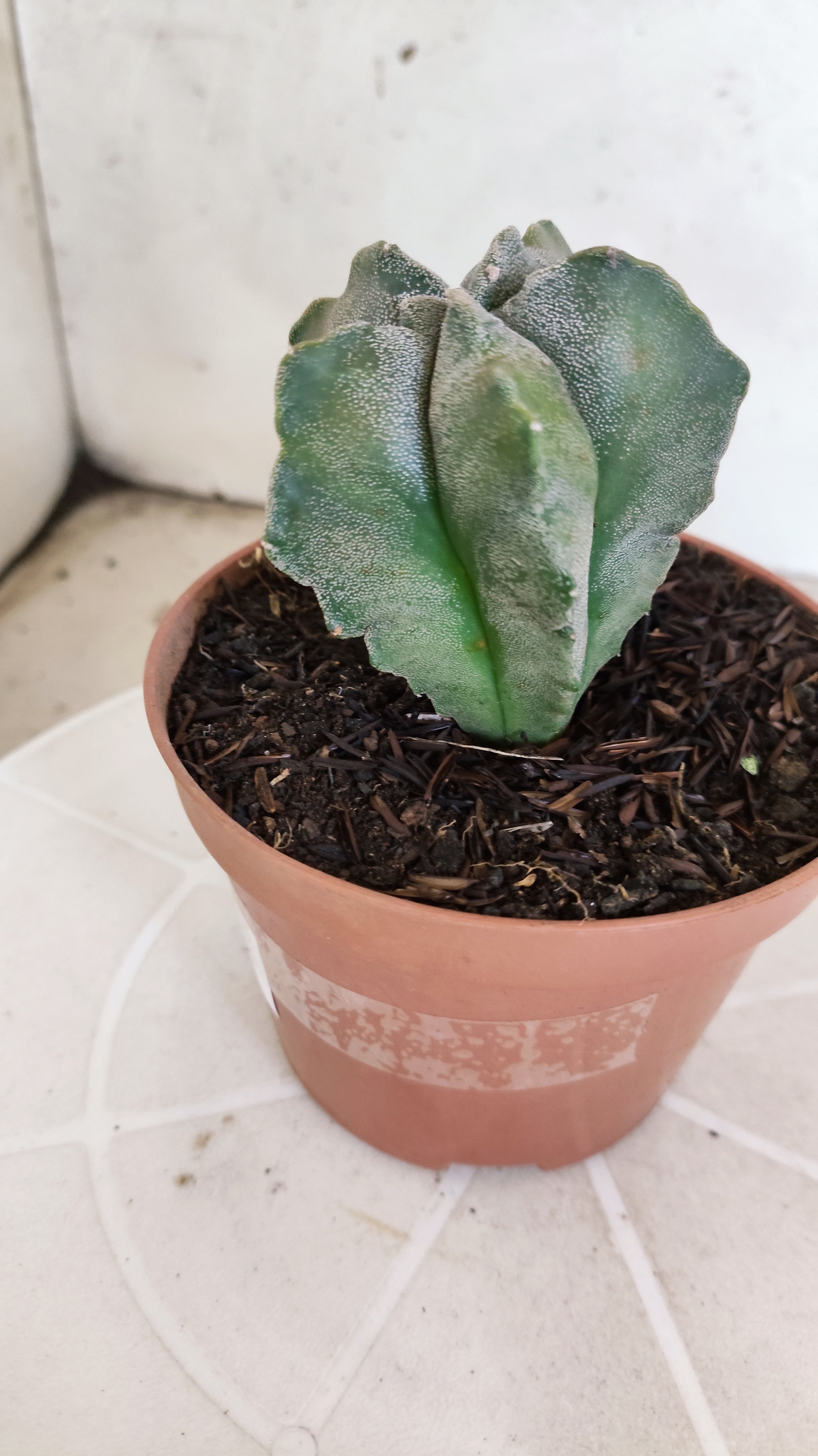 MATRIZ ASTROPHYTUM cv KIKKO   Nº 1134 – vaso 11