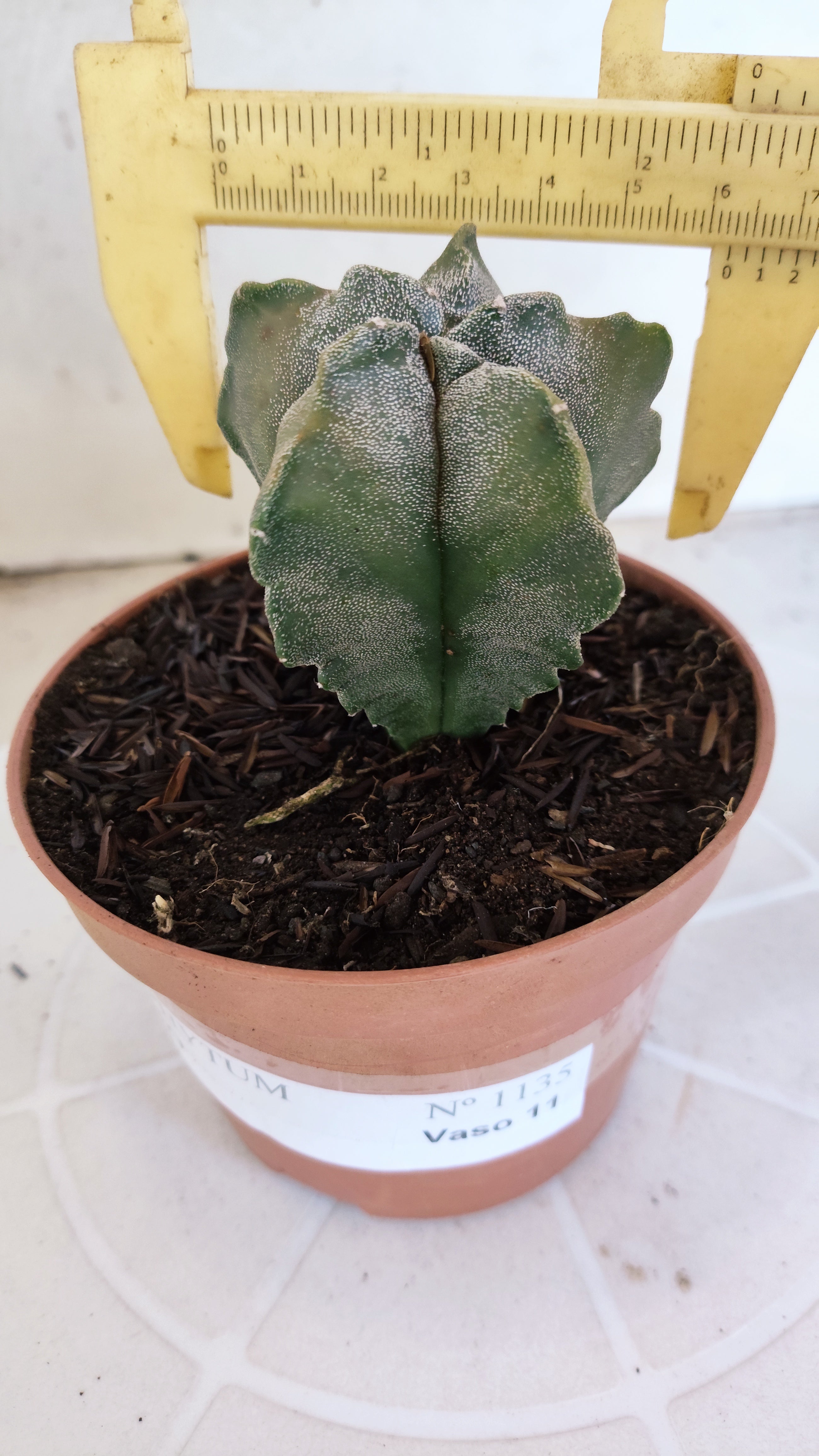 MATRIZ ASTROPHYTUM cv KIKKO   Nº 1134 – vaso 11