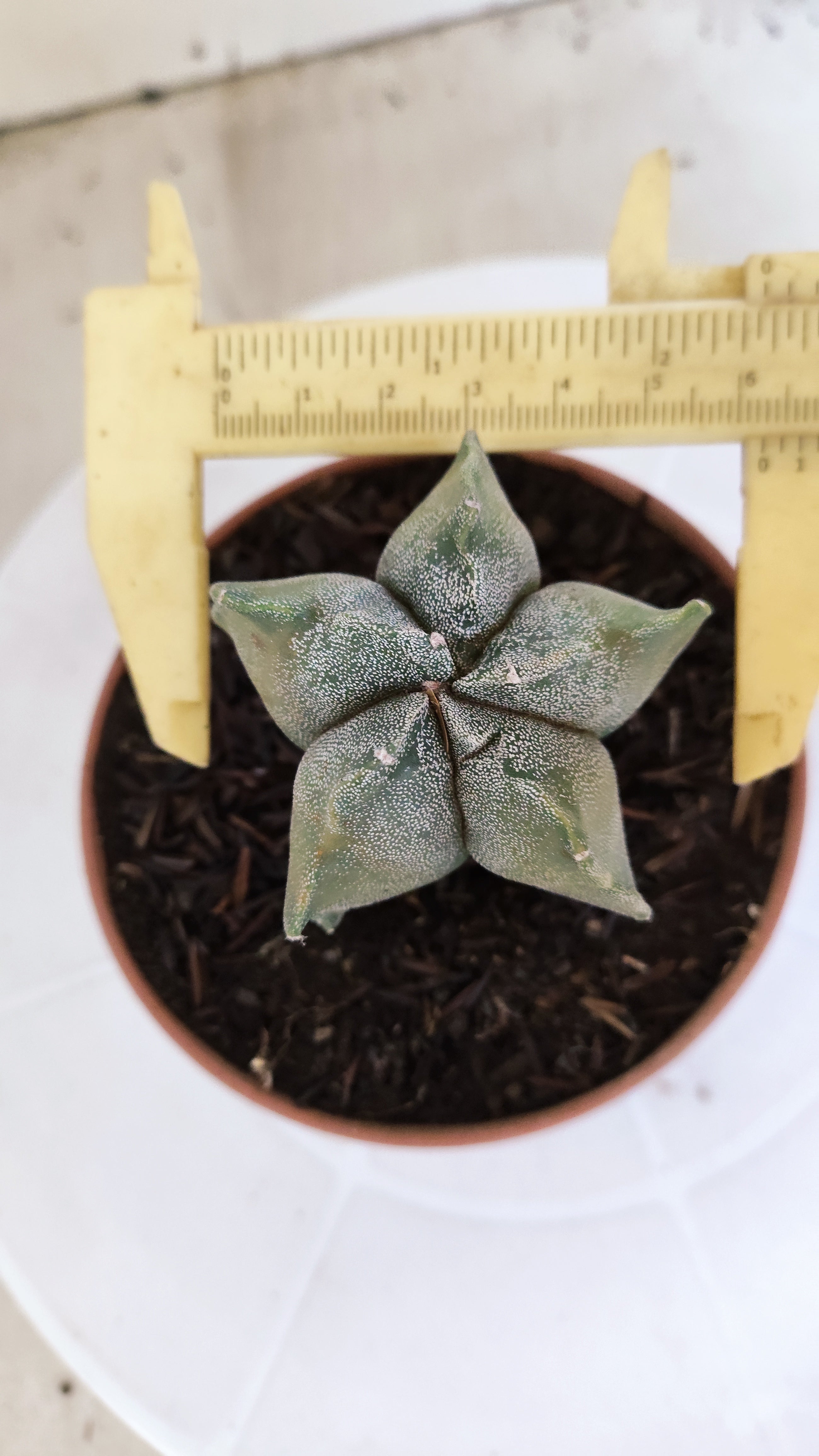 MATRIZ ASTROPHYTUM cv KIKKO   Nº 1134 – vaso 11