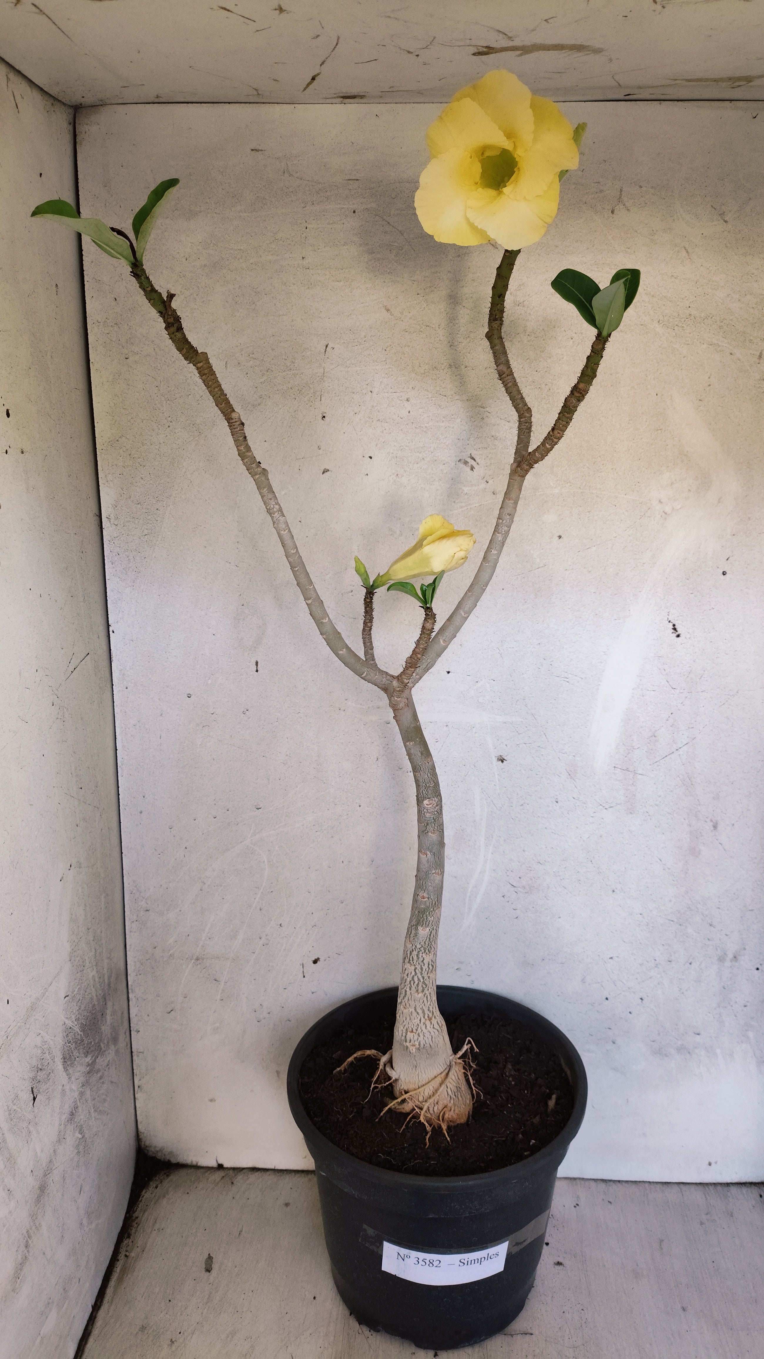 Planta Simples 3582  – 60cm – 03 anos