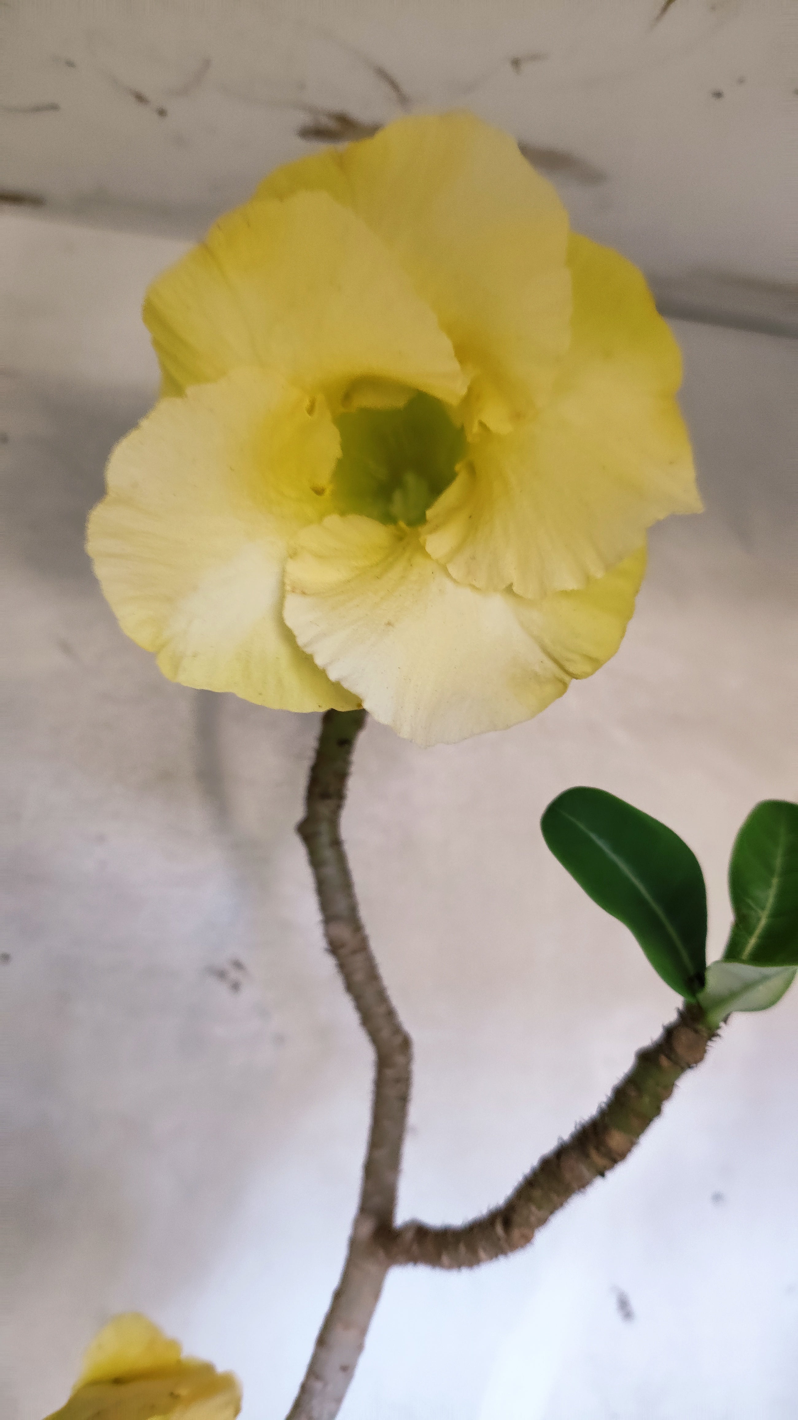 Planta Simples 3582  – 60cm – 03 anos