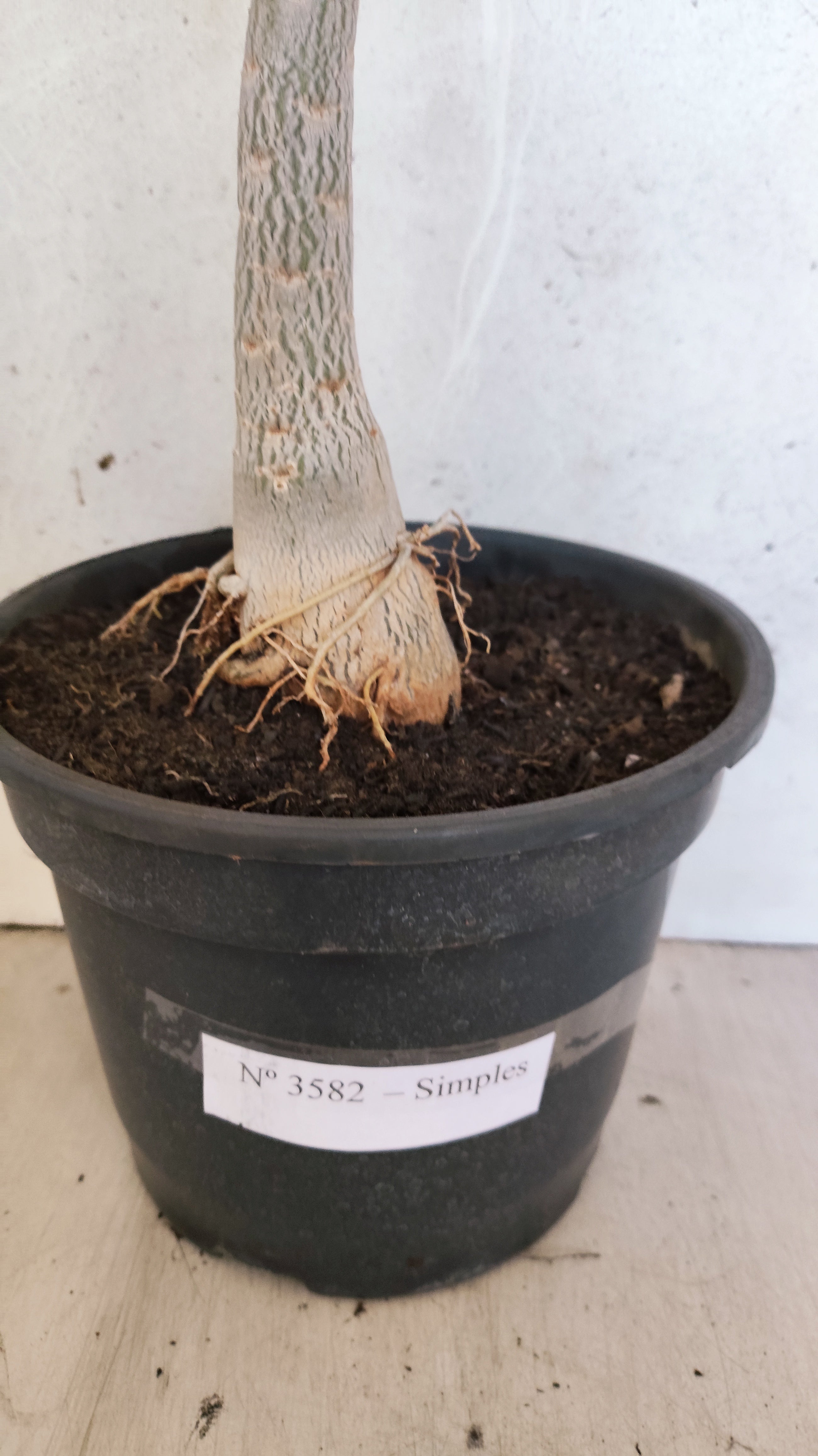 Planta Simples 3582  – 60cm – 03 anos