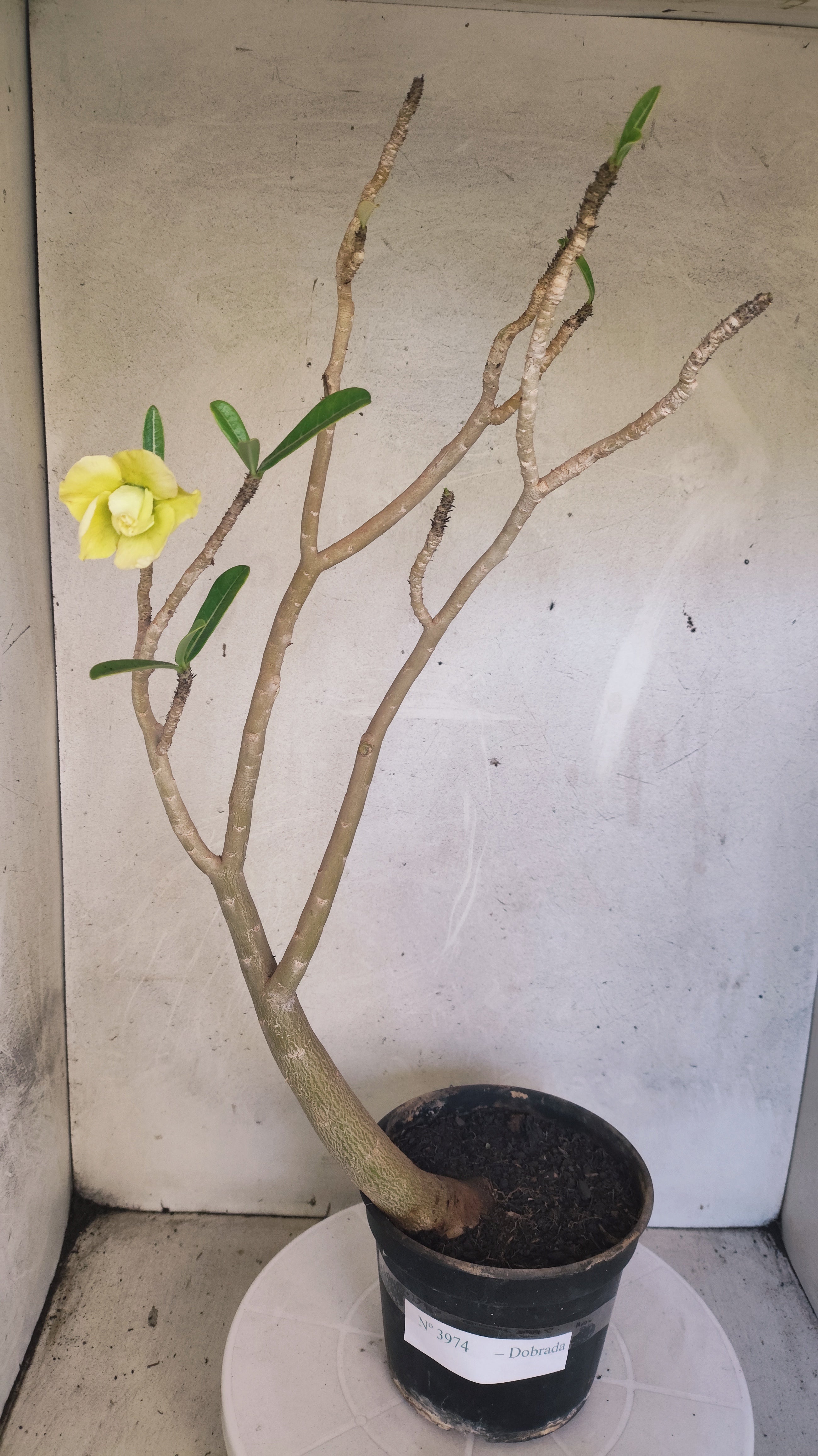 Planta Dobrada 3974 – 35cm – 03 anos