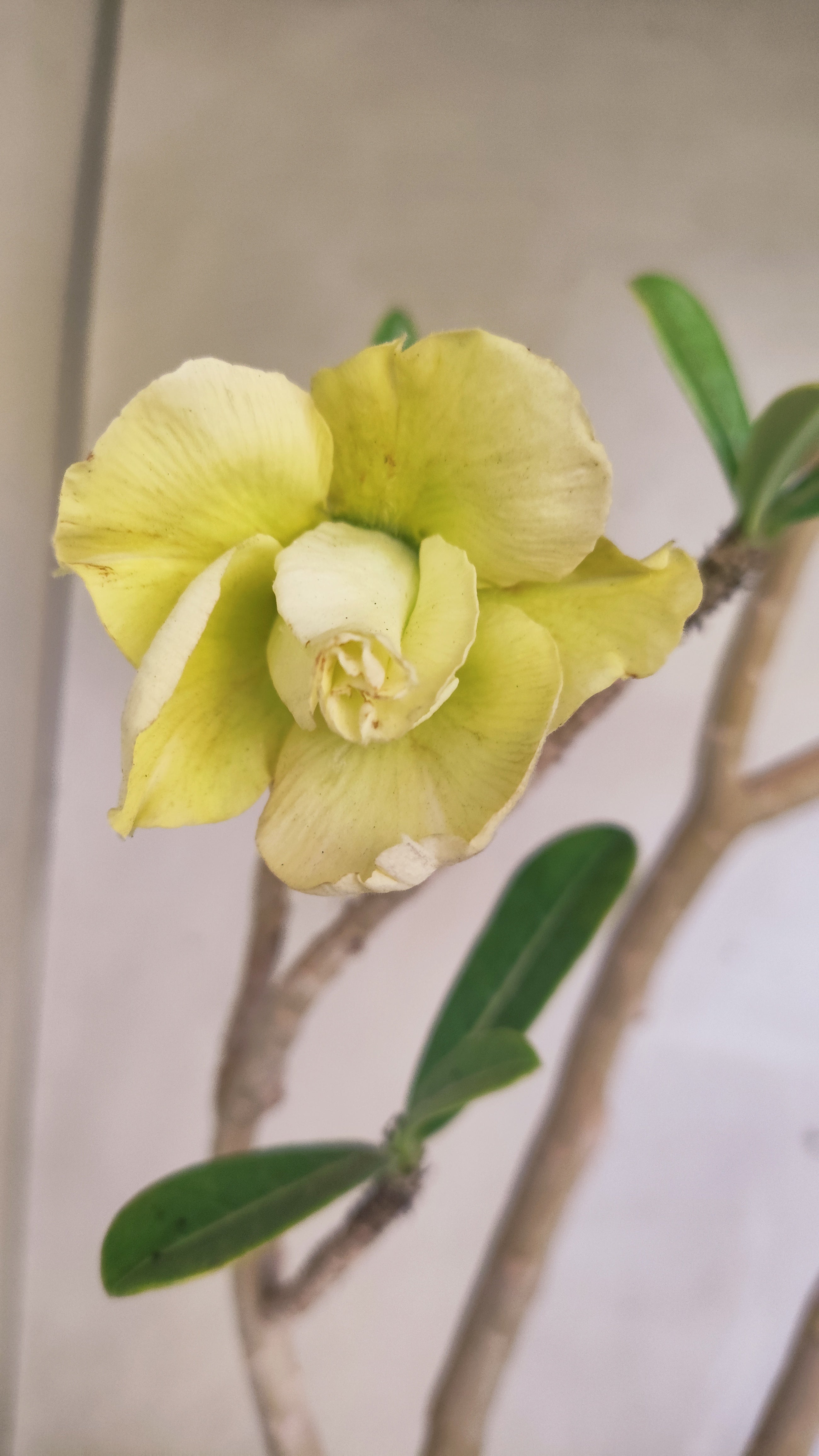 Planta Dobrada 3974 – 35cm – 03 anos