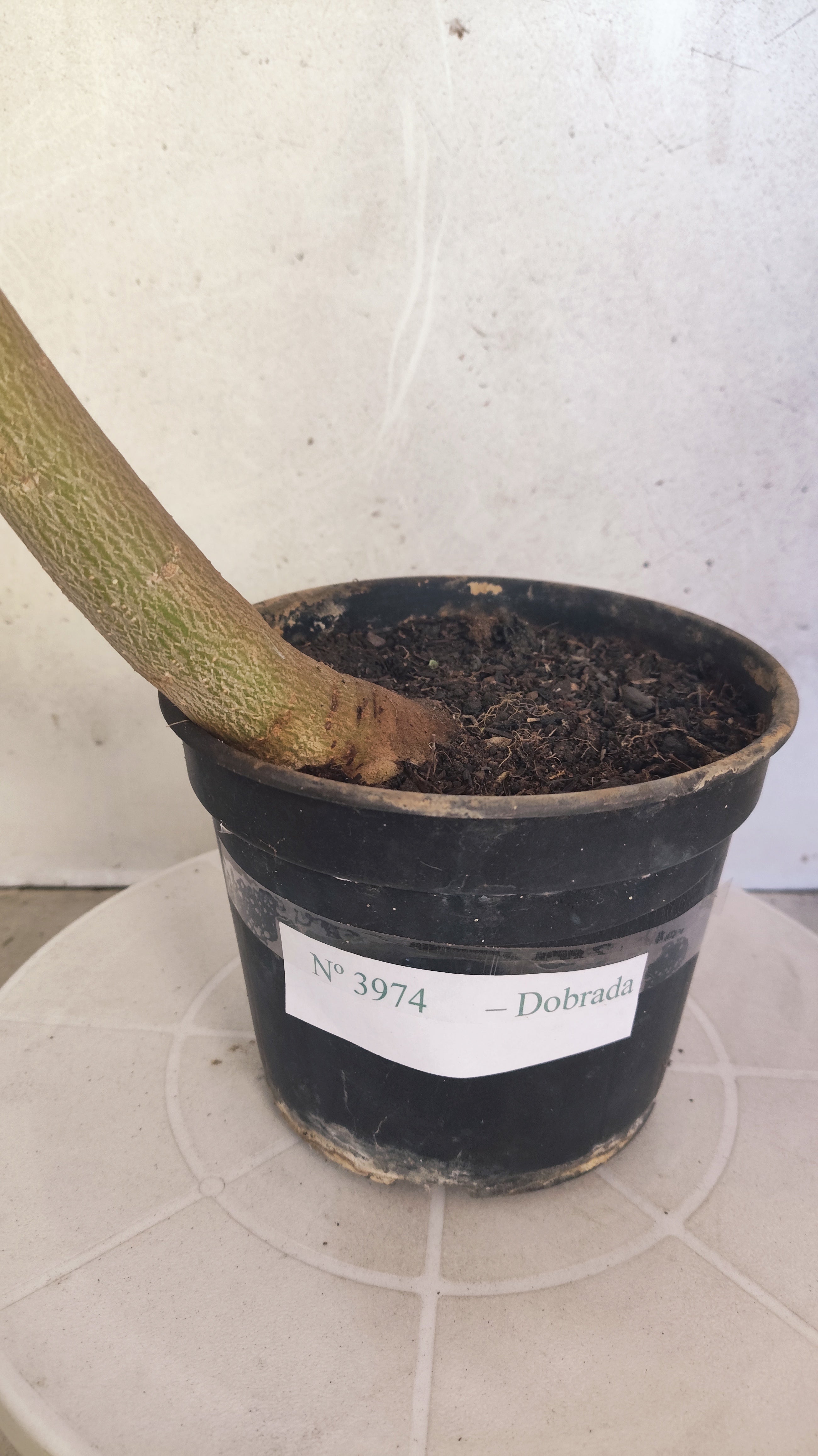 Planta Dobrada 3974 – 35cm – 03 anos