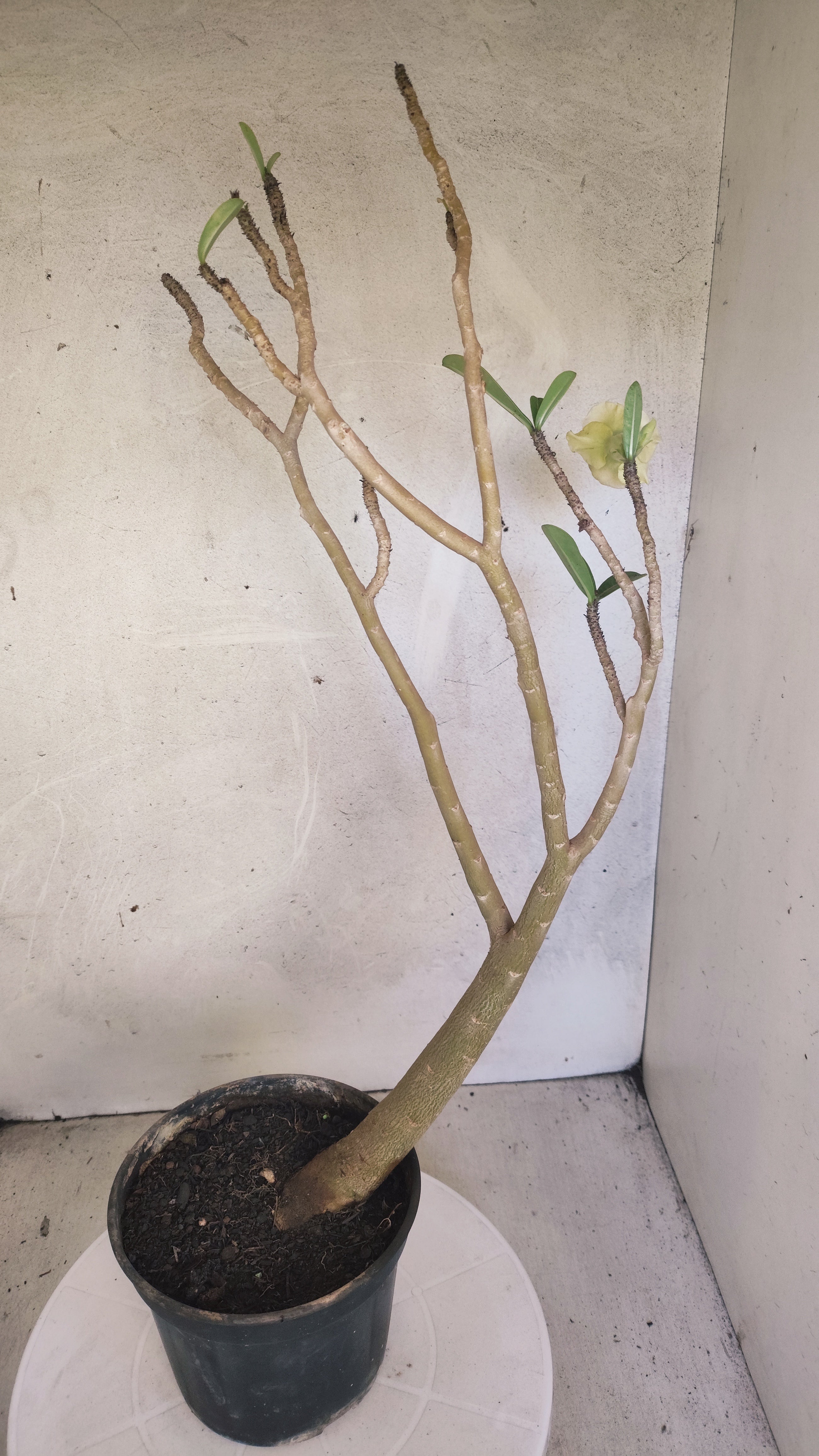 Planta Dobrada 3974 – 35cm – 03 anos