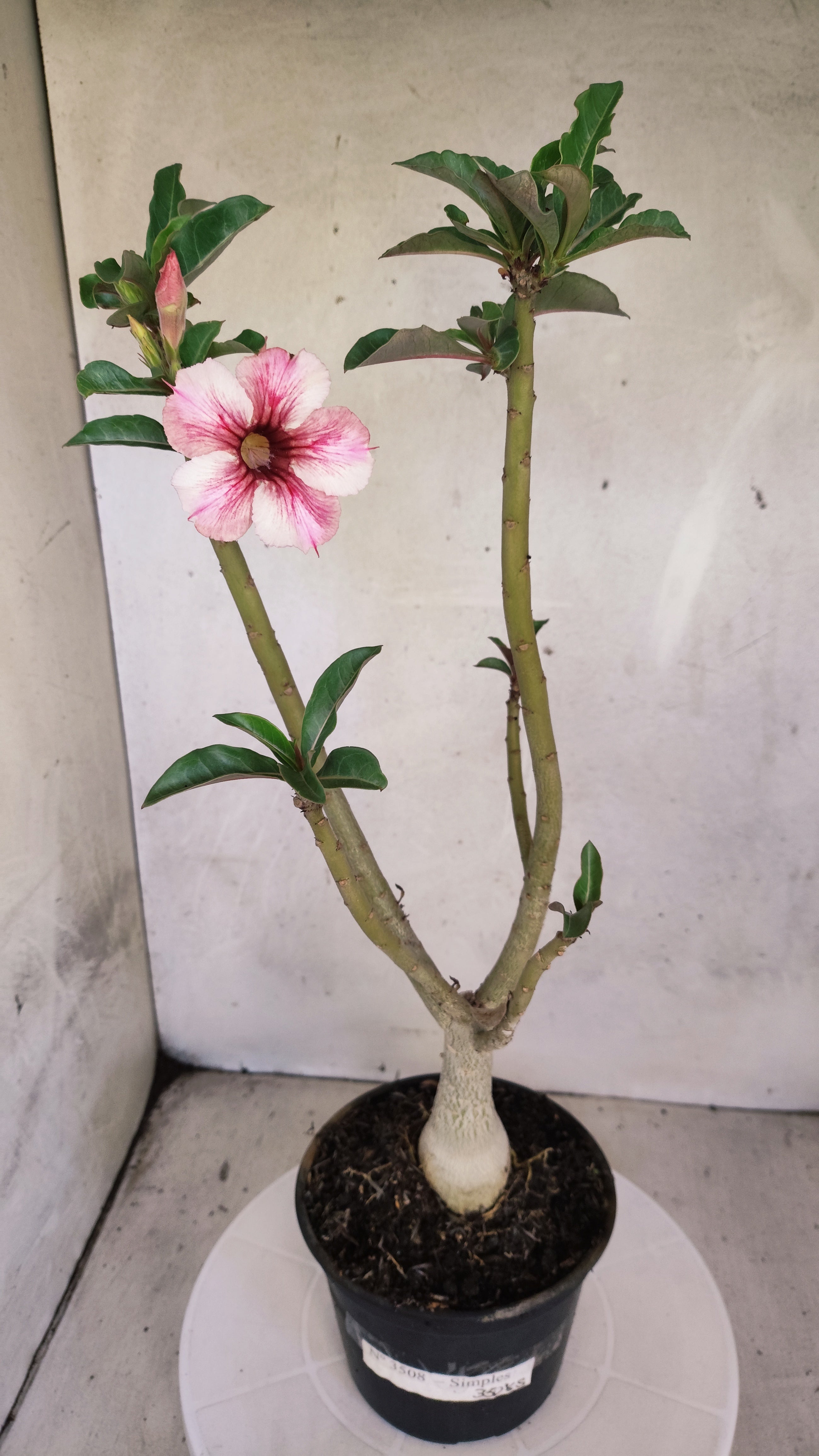 Planta Simples 3508 – 35cm – 03 anos