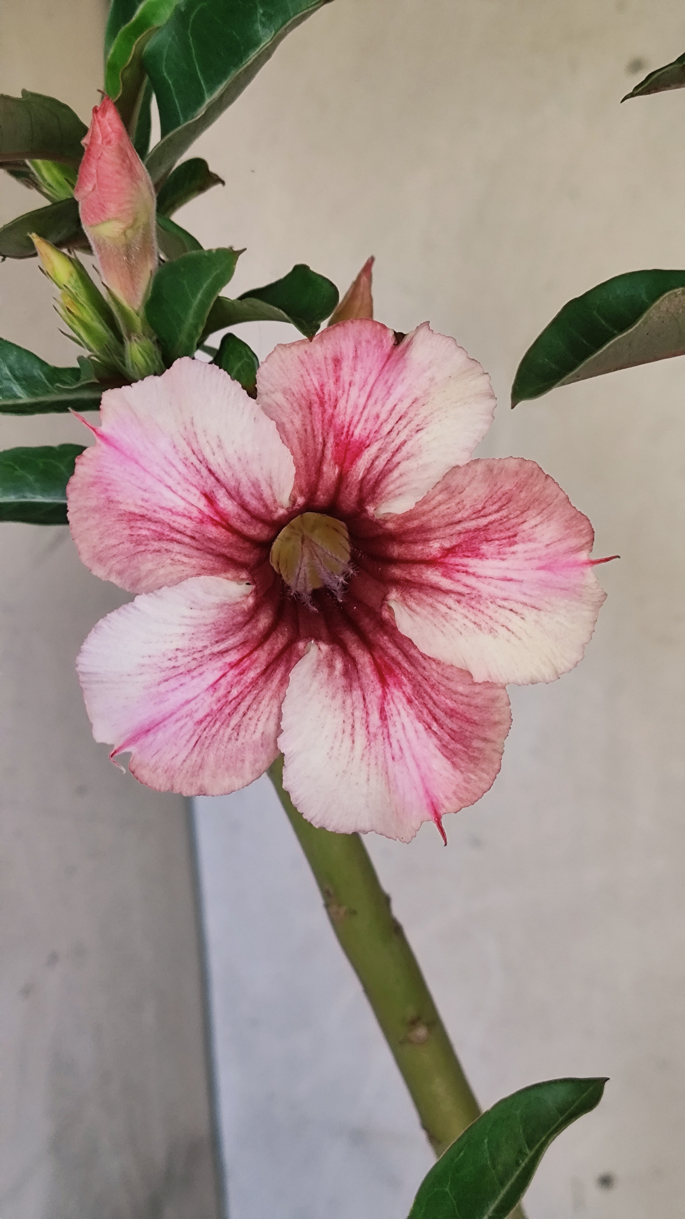 Planta Simples 3508 – 35cm – 03 anos