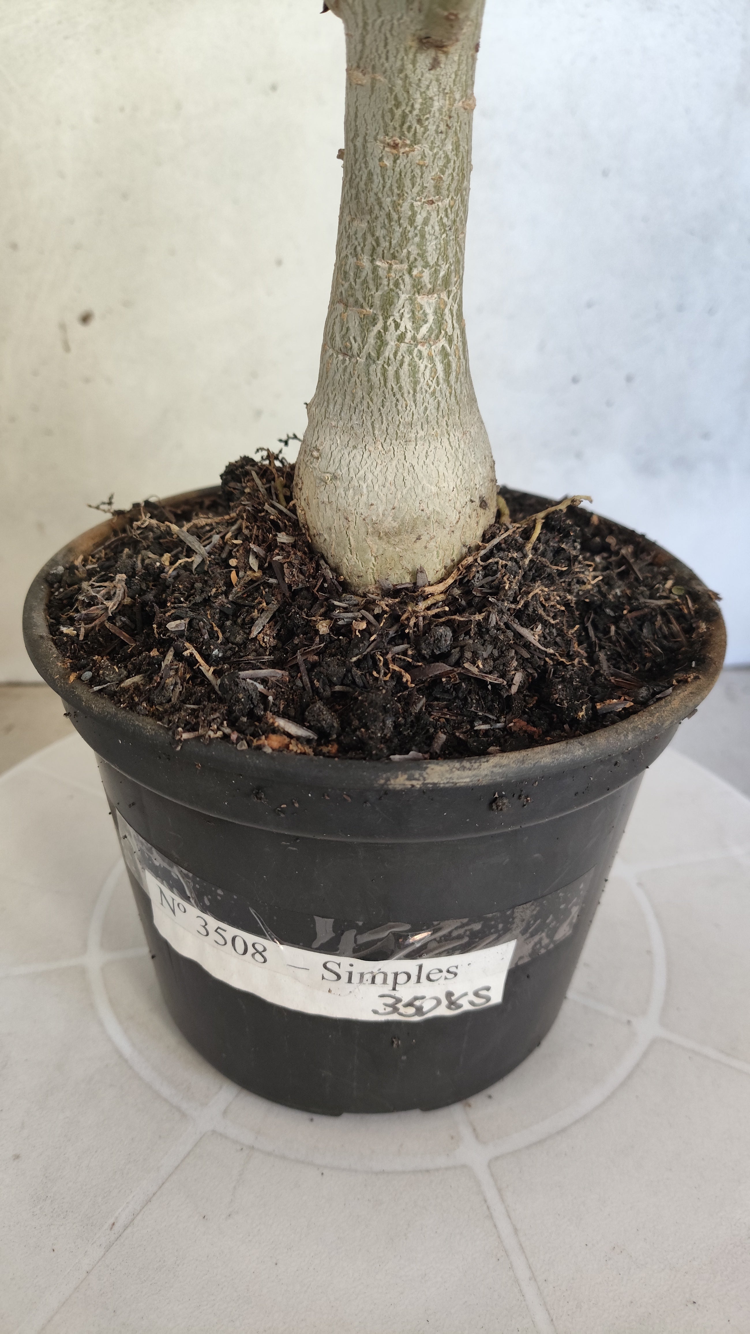 Planta Simples 3508 – 35cm – 03 anos