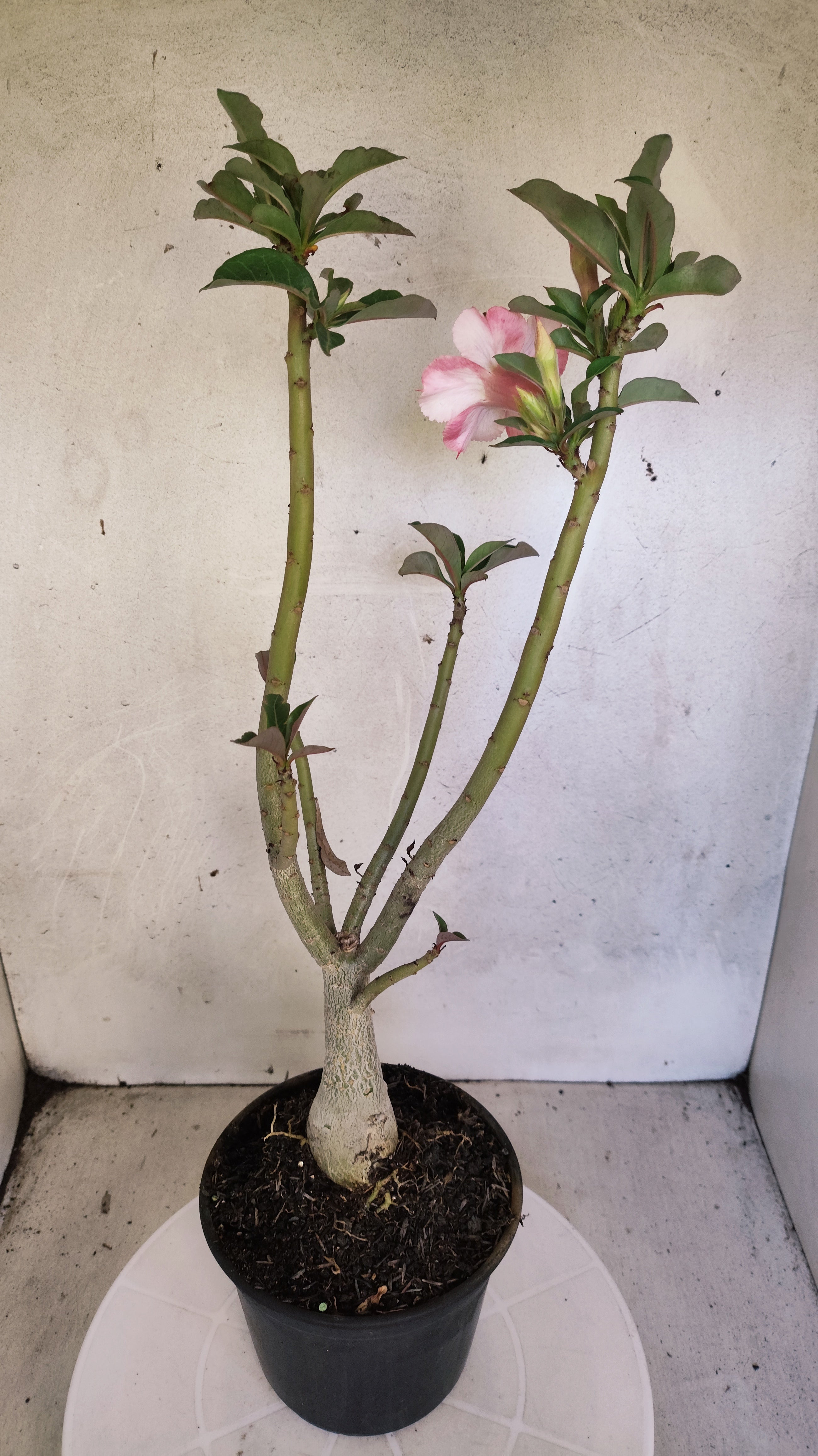 Planta Simples 3508 – 35cm – 03 anos