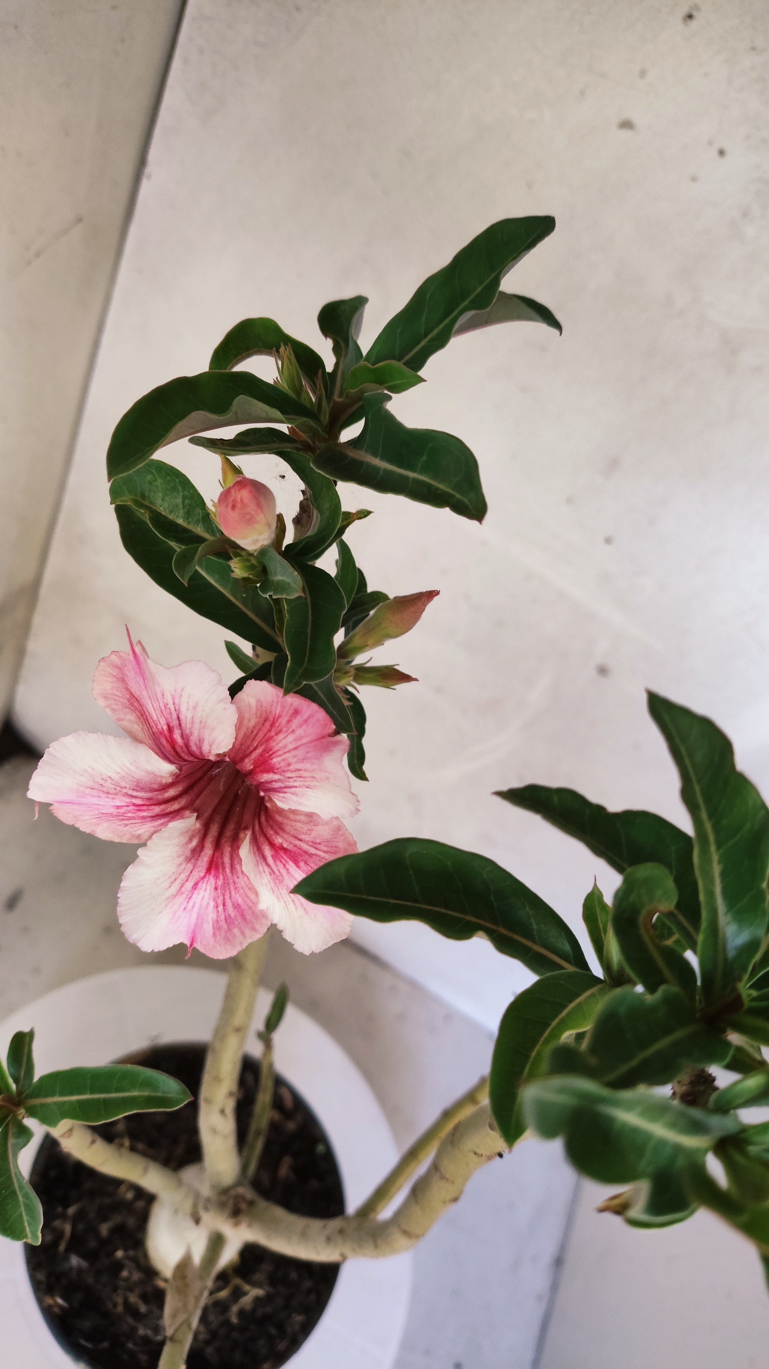 Planta Simples 3508 – 35cm – 03 anos